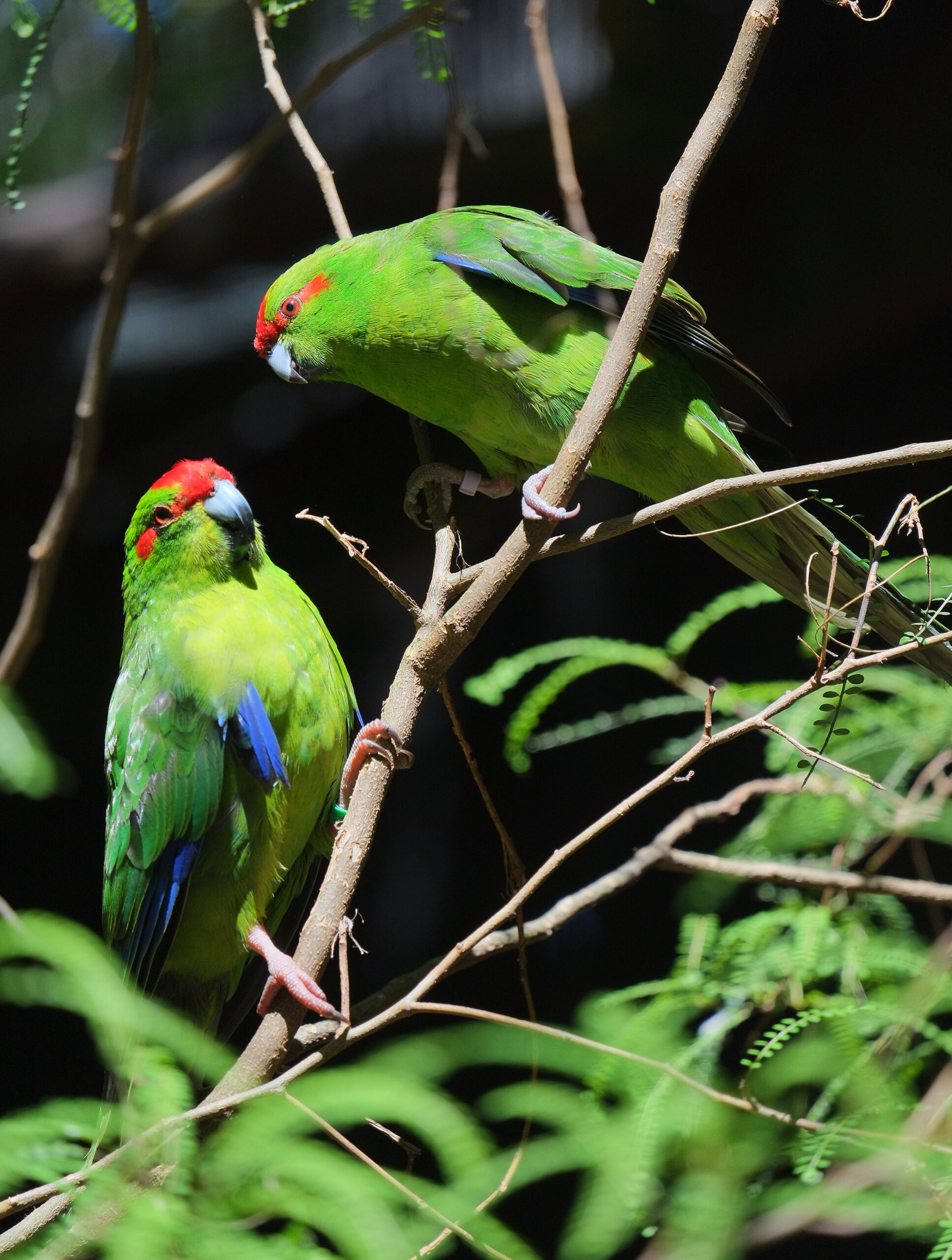 Two kakariki perched on kowhai twigs