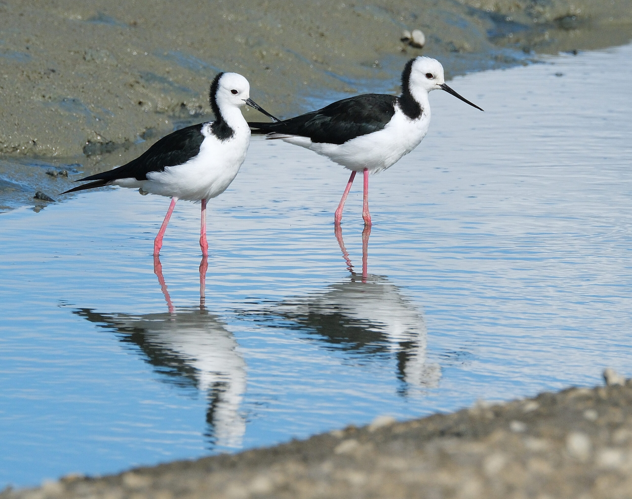 Two pied stilts standing in shallow water channel