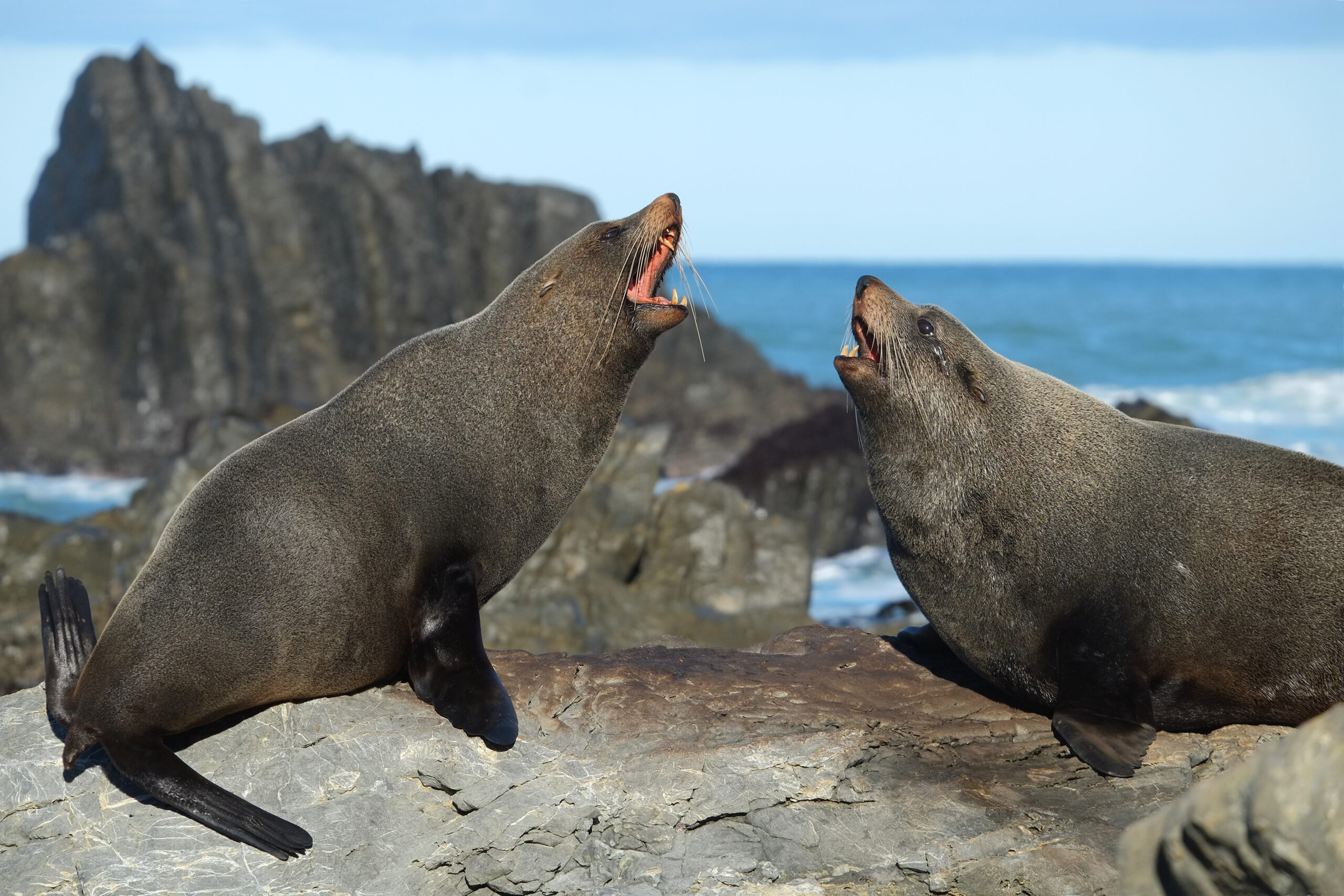 Two seals sitting on the same rock and barking at each other