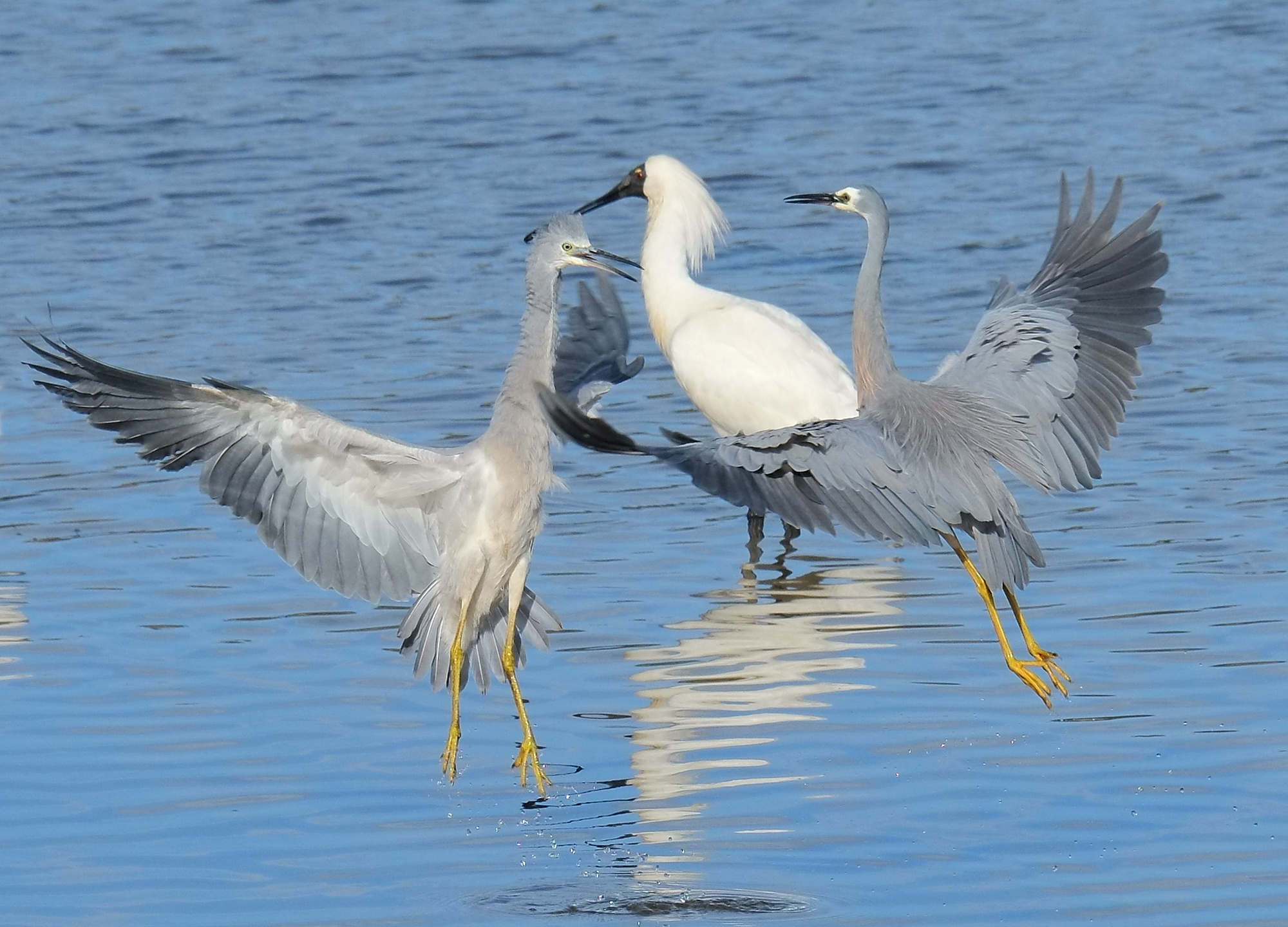 Two white-faced herons squabbling in the air