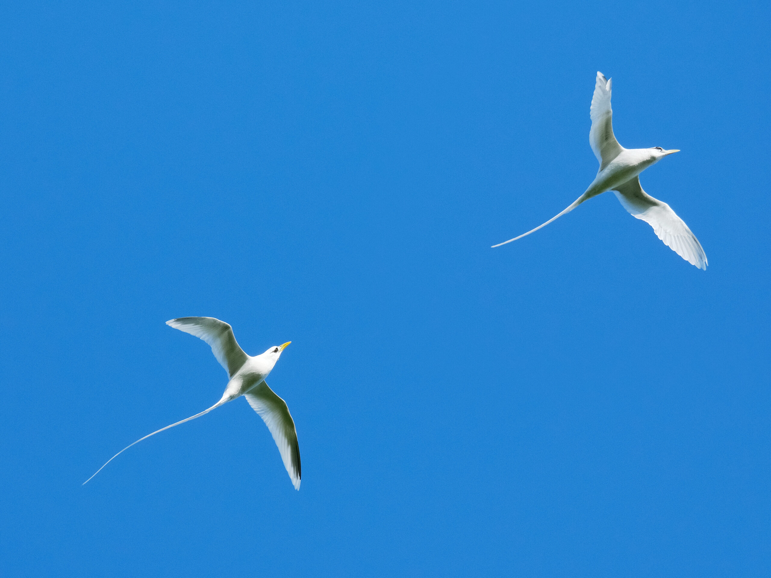 Two white-tailed tropicbirds flying against blue sky (Niue)