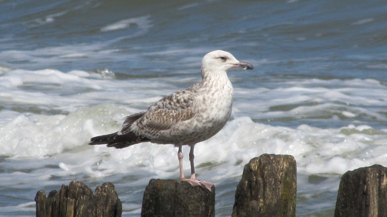 USTKA, AB. 596