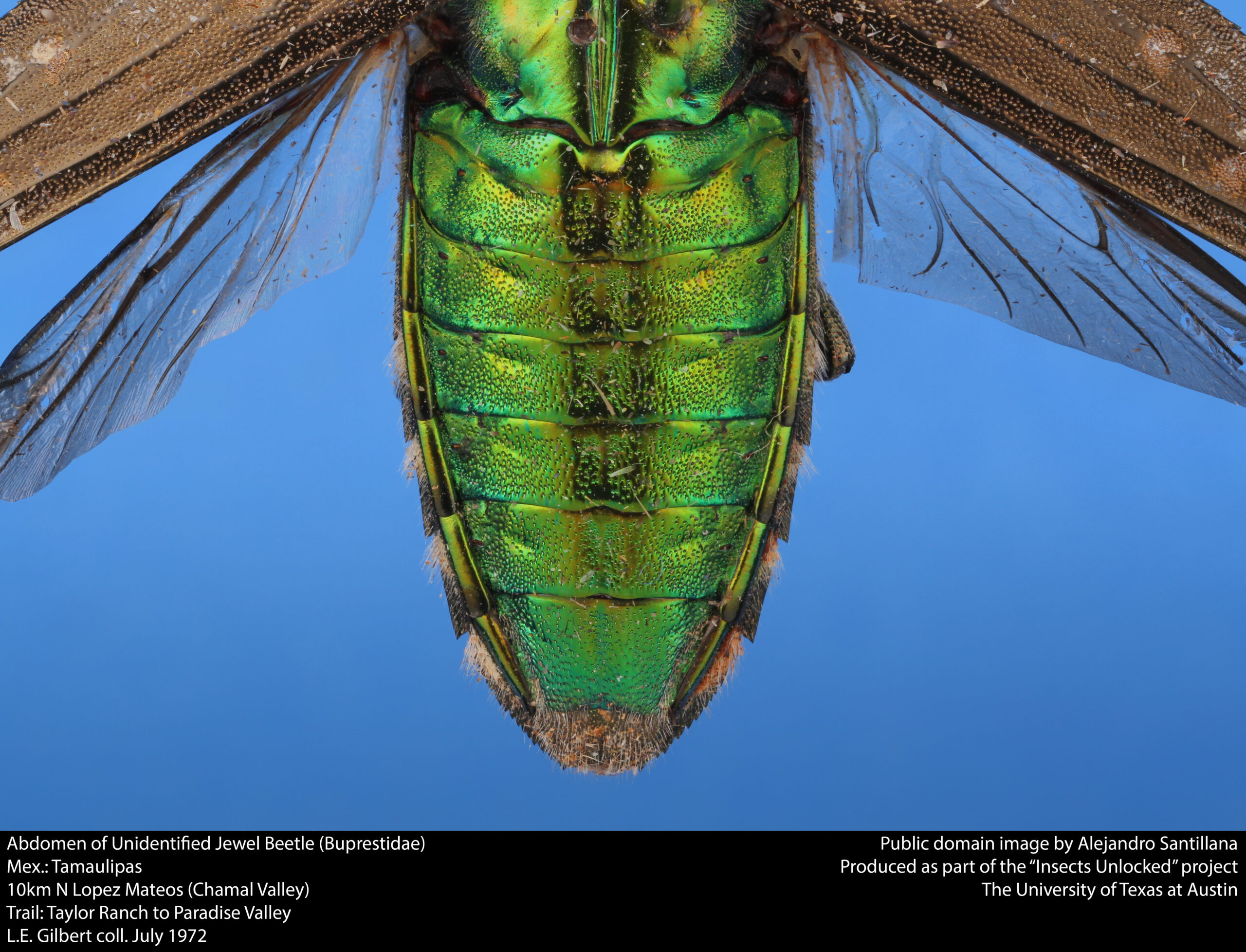 Unidentified Jewel Beetle (Buprestidae) (33661239213)