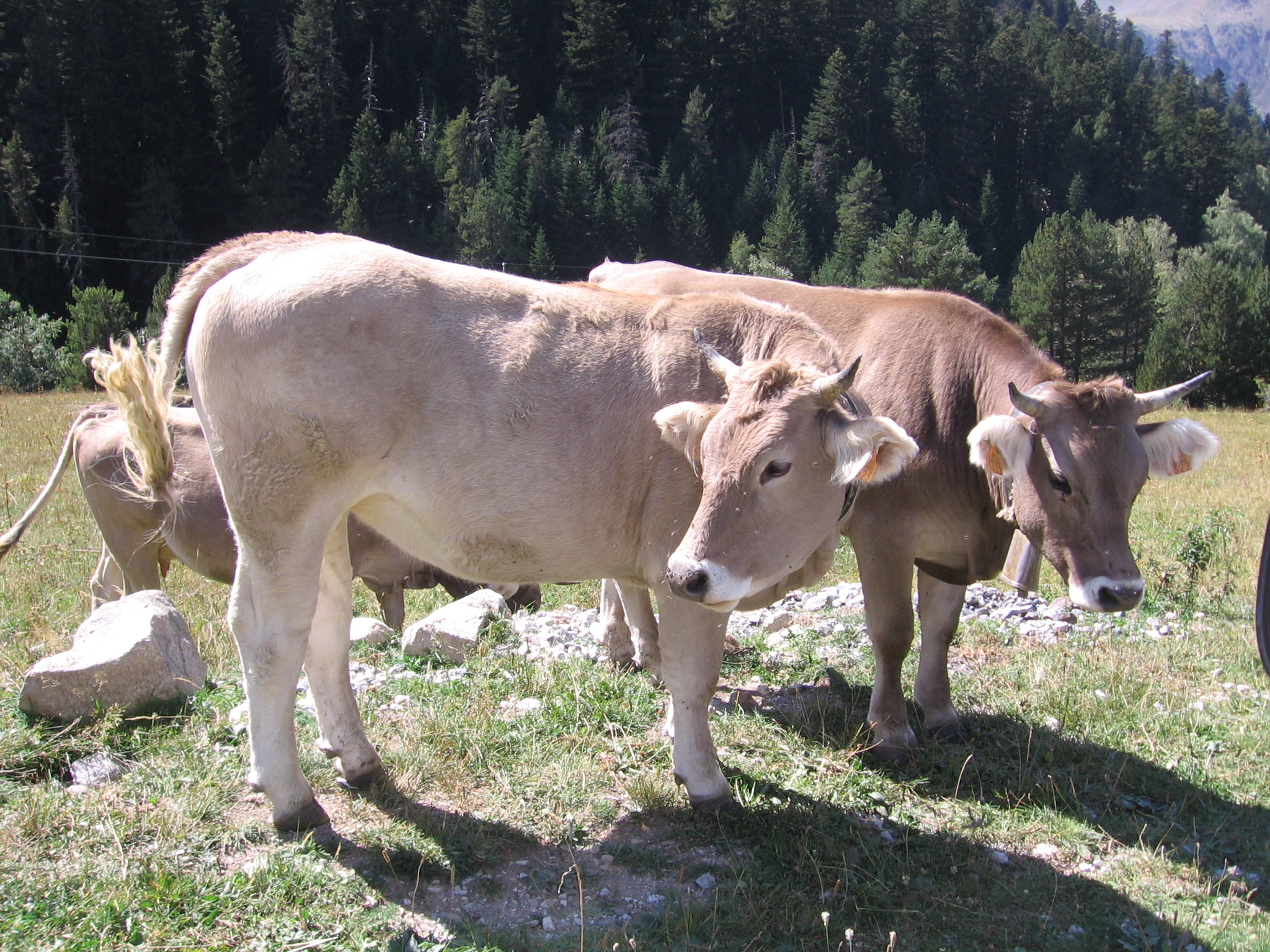 Vaca pirenaica