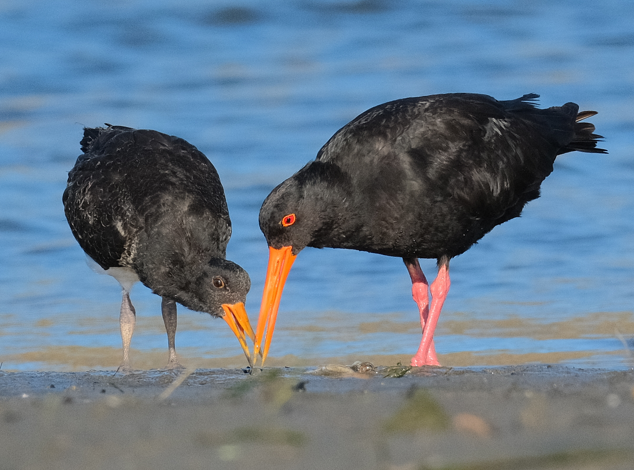 Variable oystercatcher feeding juvenile