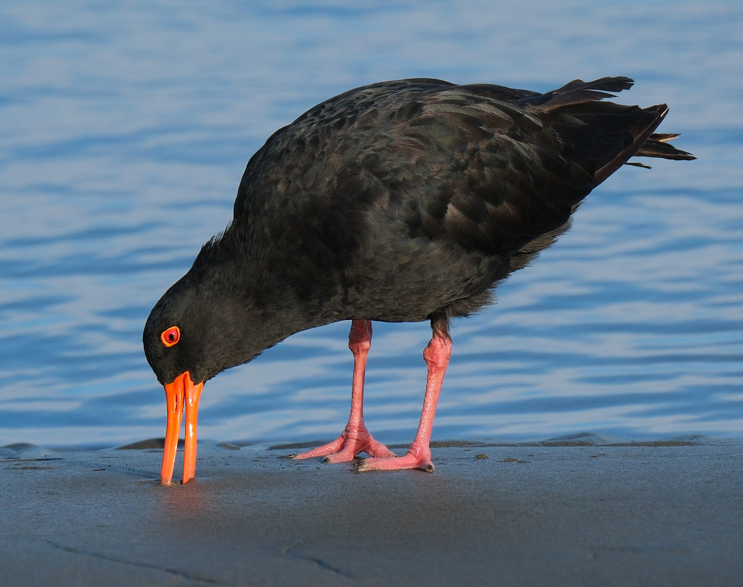 Variable oystercatcher probing with its beak in the sand