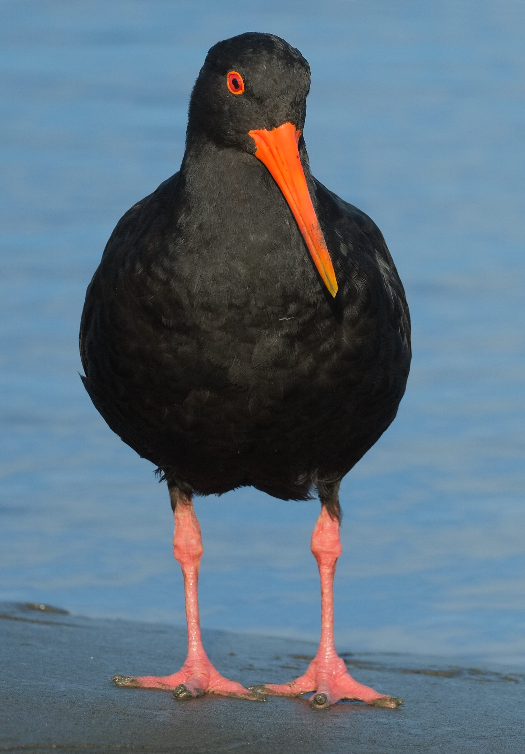 Variable oystercatcher standing at water's edge - portrait