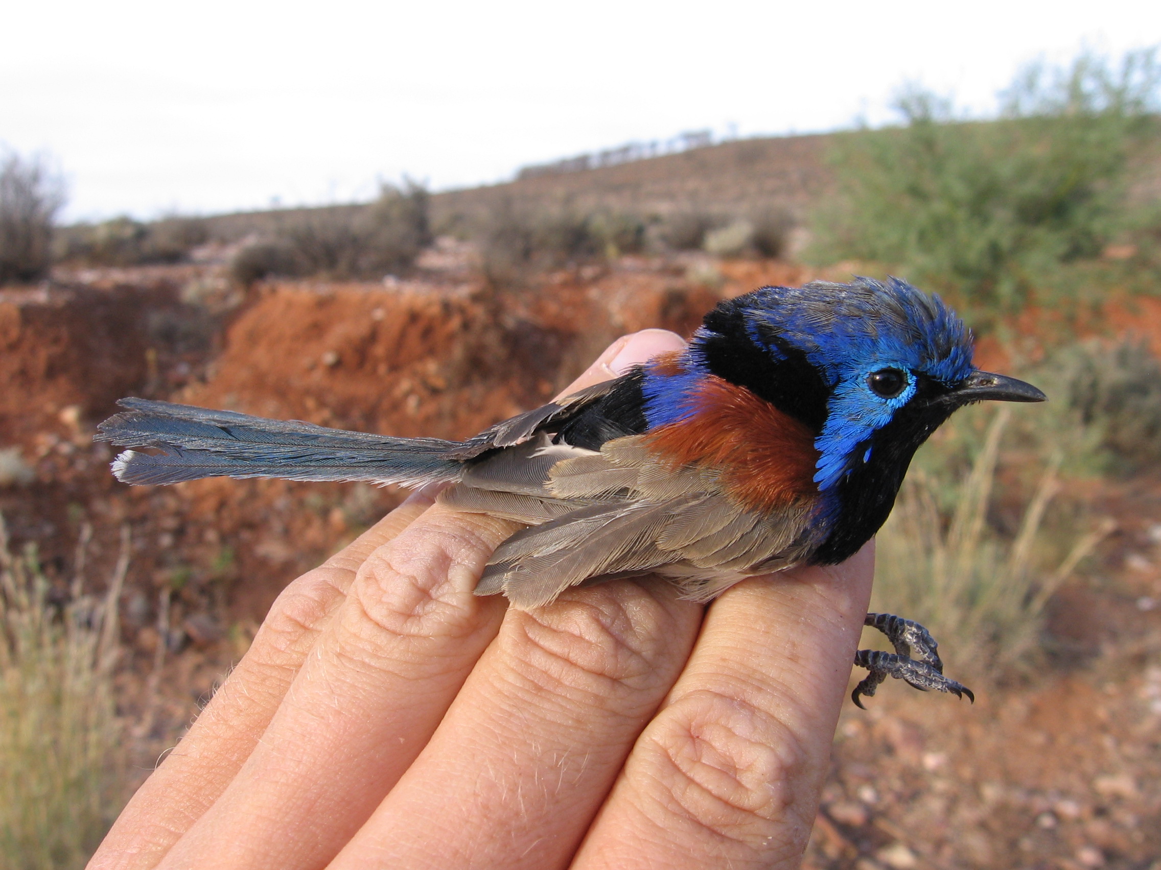 Variegated fairy wren