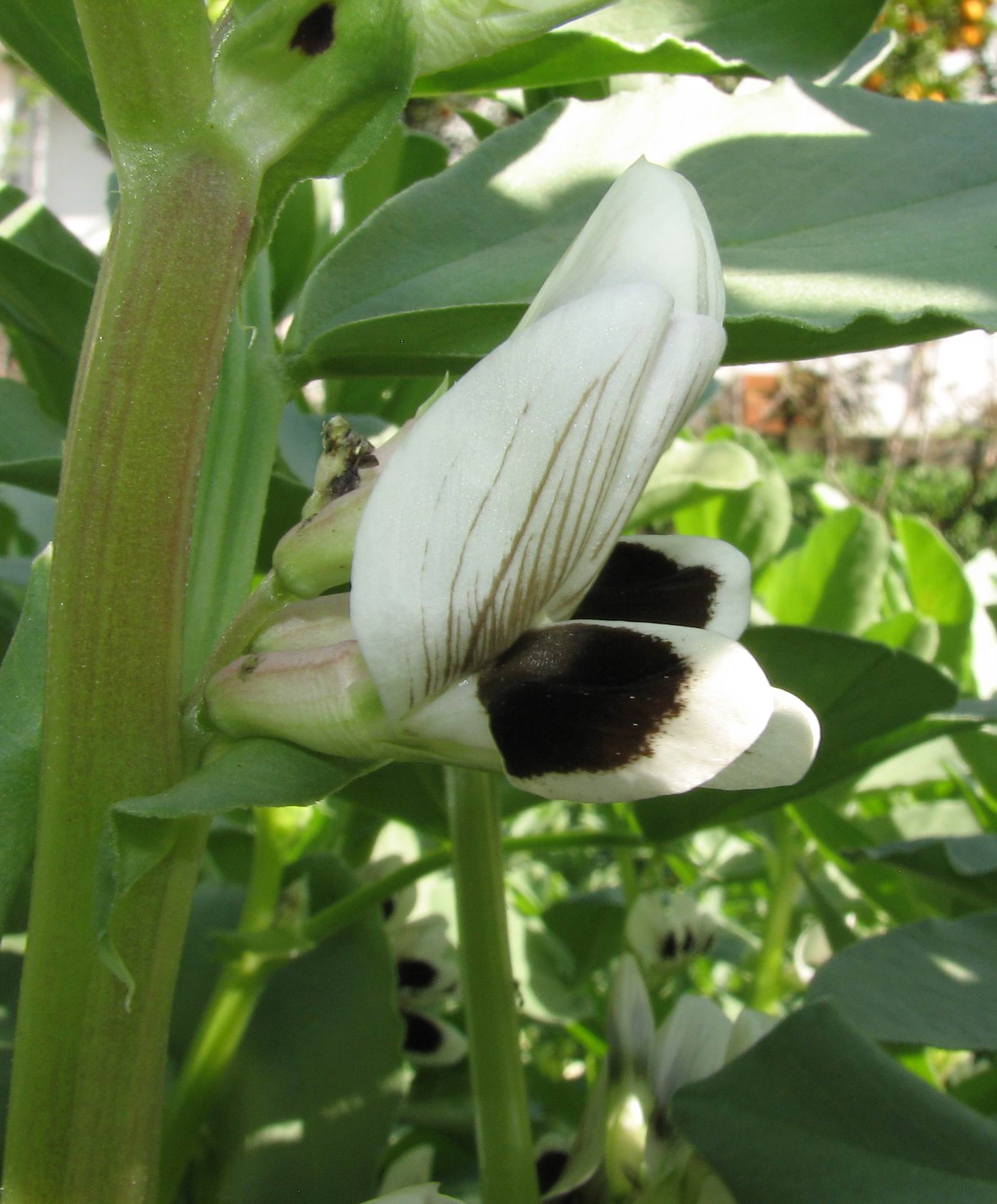 Vicia faba flower detail