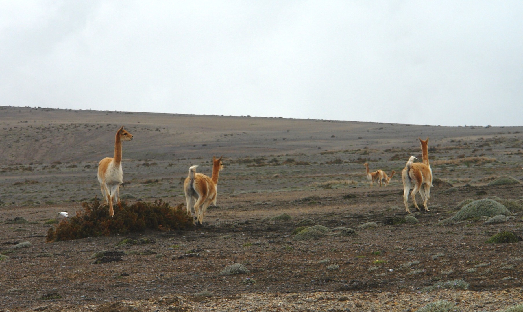 Vicuñas al pie del Chimborazo