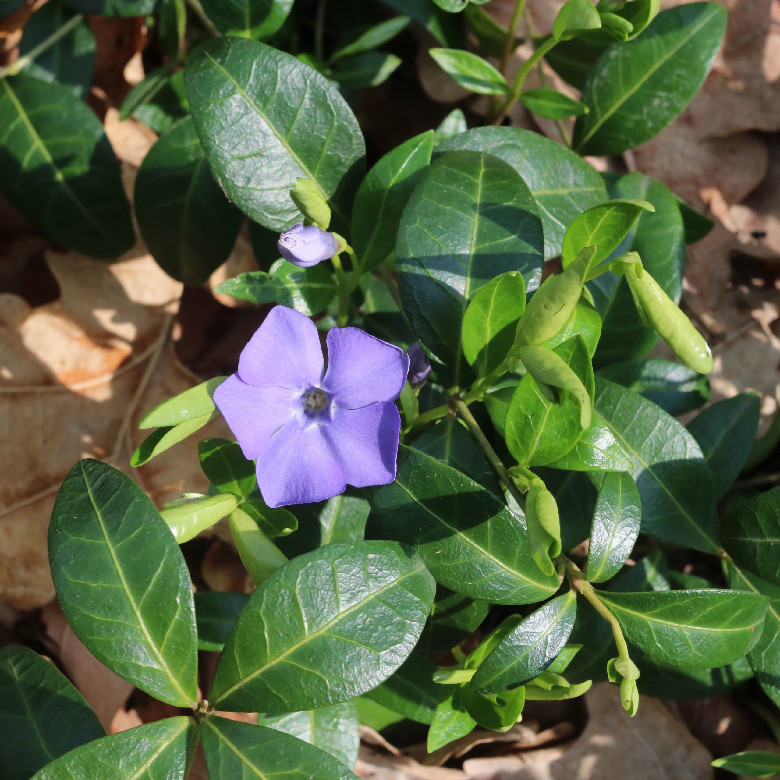 Vinca minor 2017 G1
