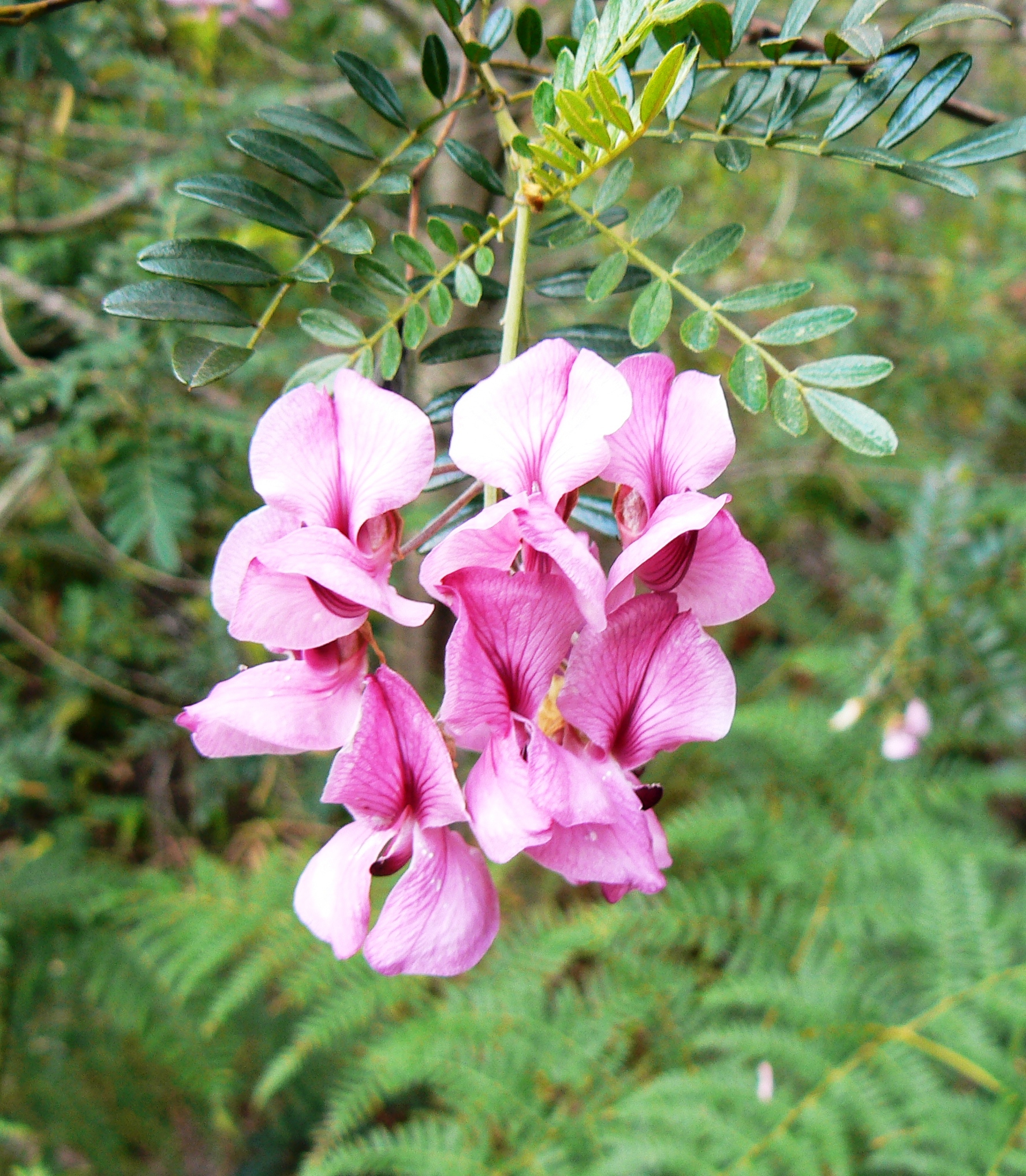 Virgilia tree Keurboom - flower detail - Cape Town 3