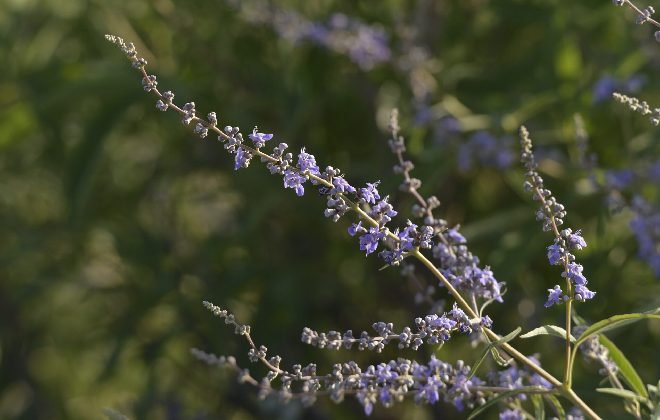 Vitex agnus