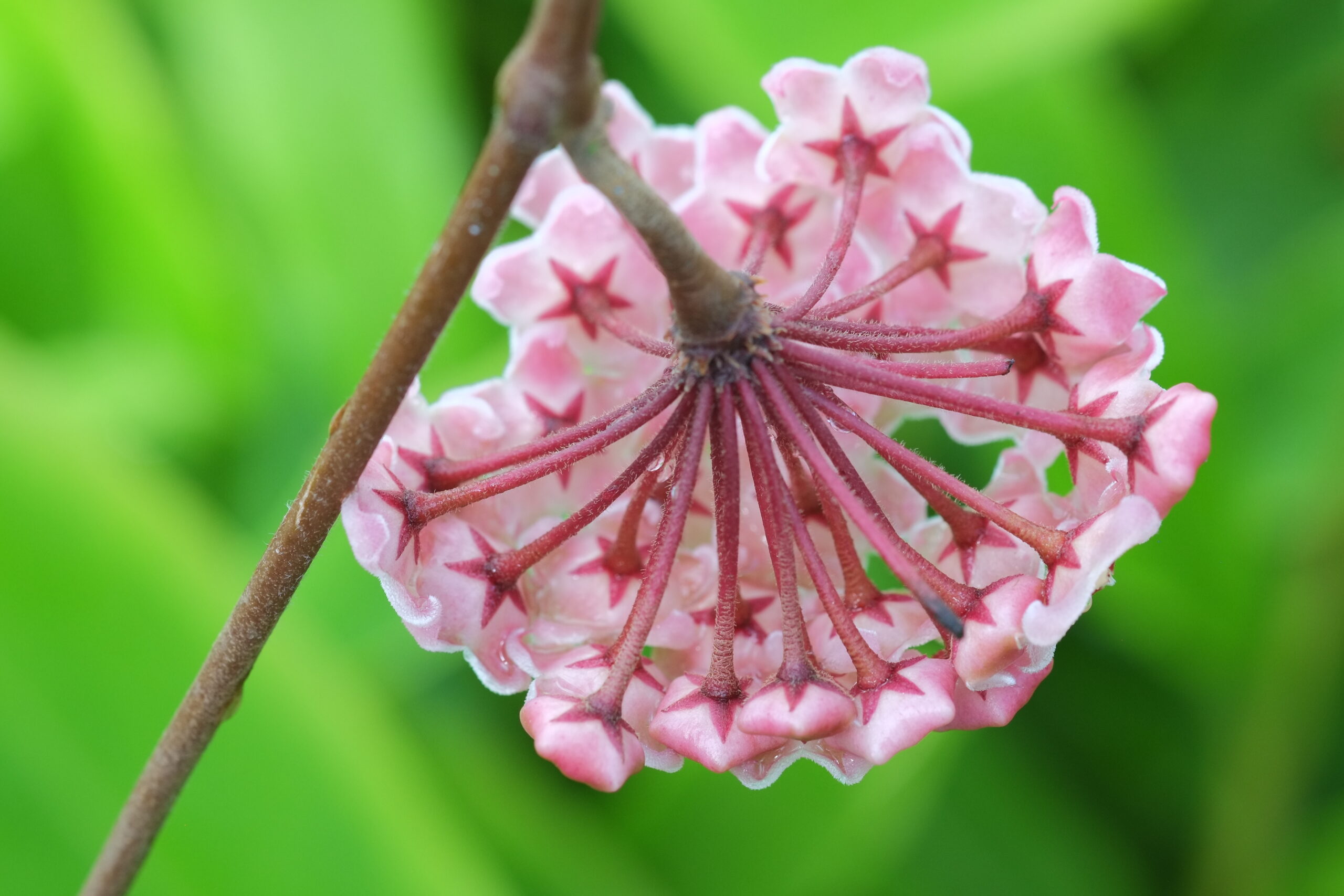 Wax plant (Hoya carnosa) flower