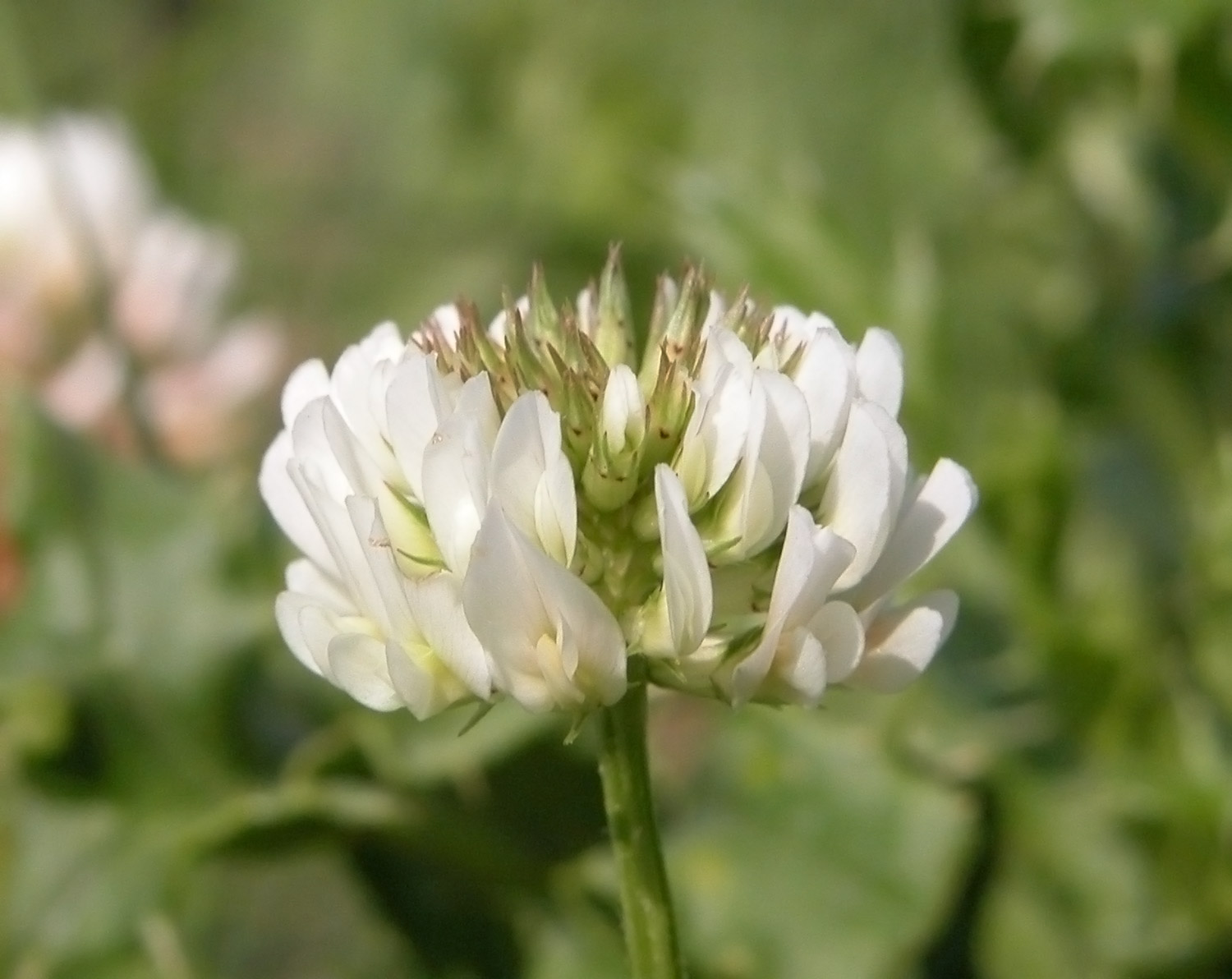 Weiss-klee trifolium repens
