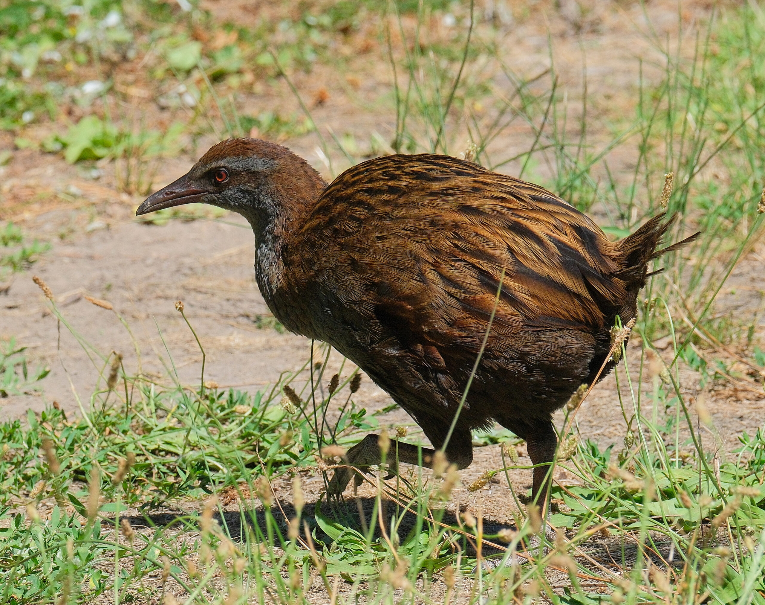 Weka walking through grass on Rotoroa Island