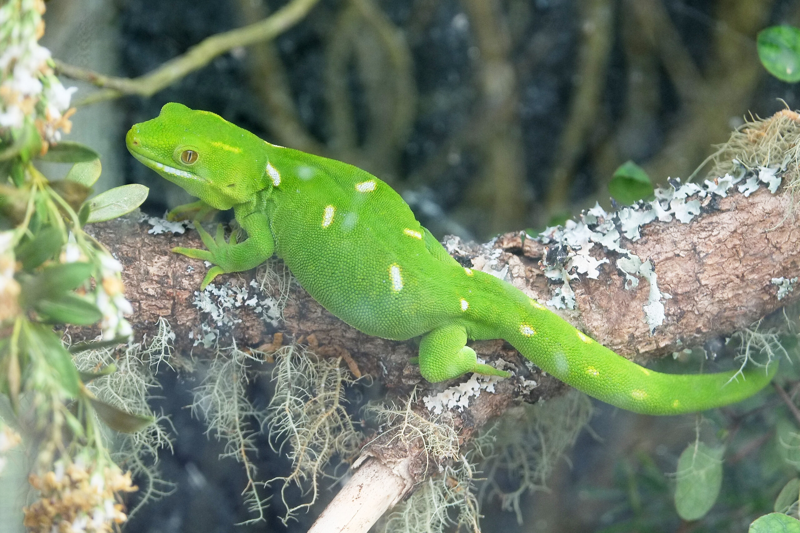 Wellington green gecko sitting on branch