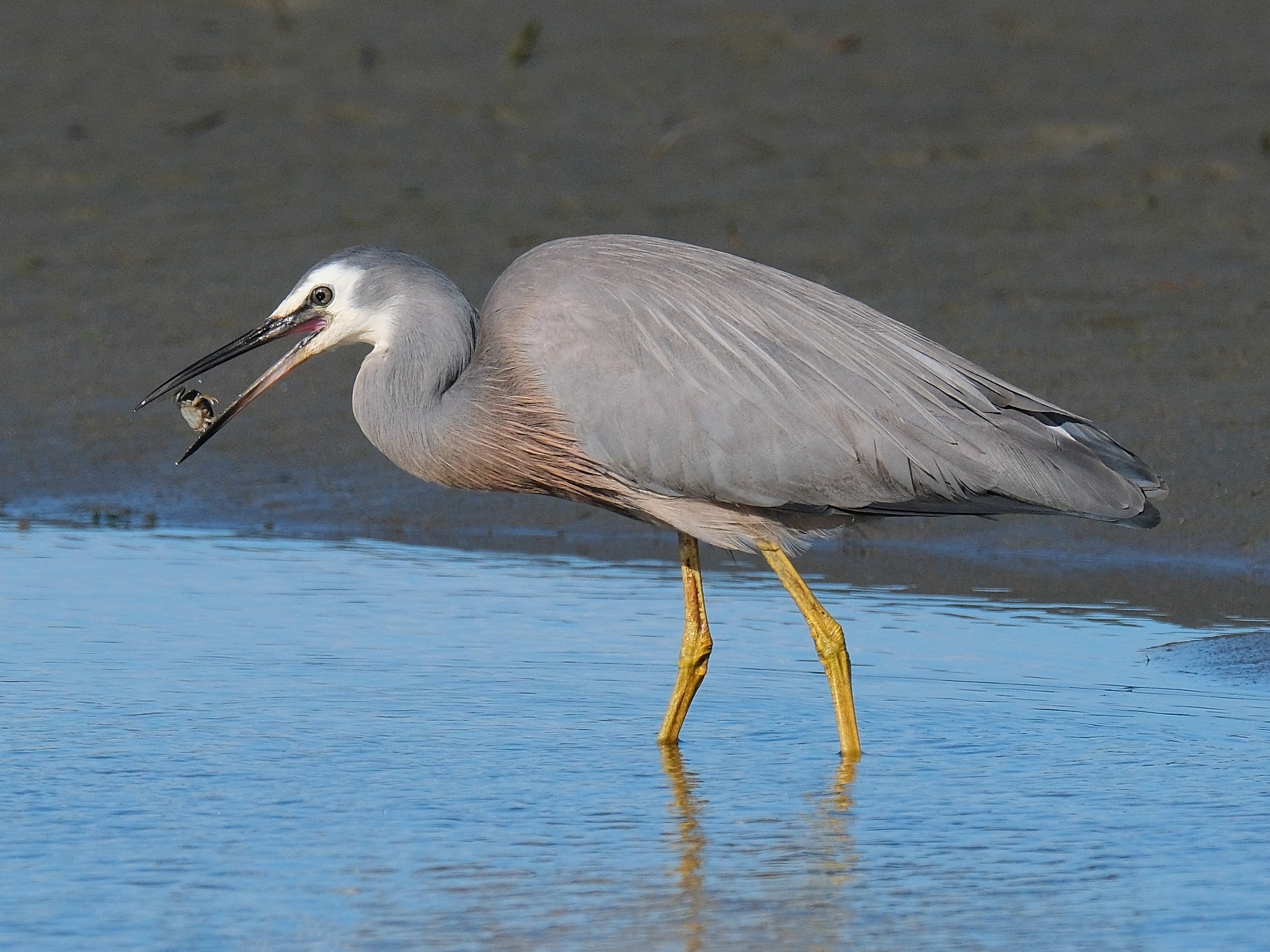 White-faced heron eating a crab