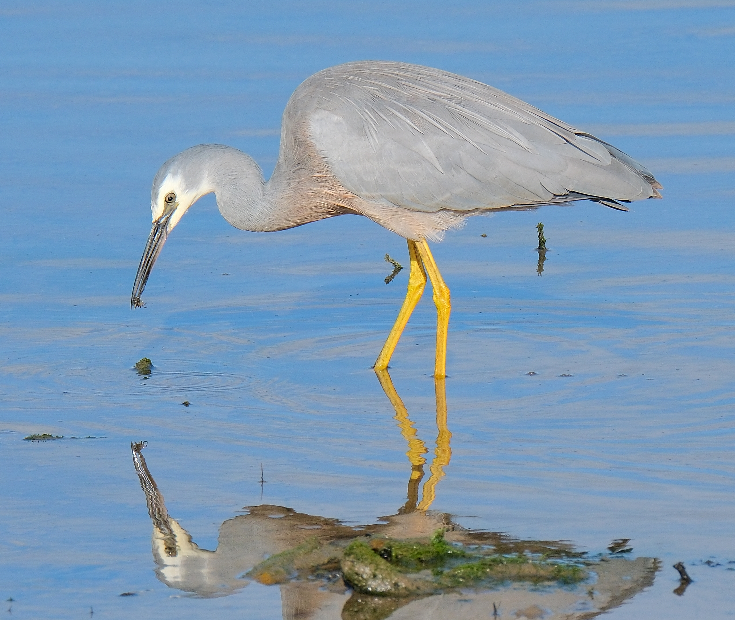 White-faced heron eating a small crab