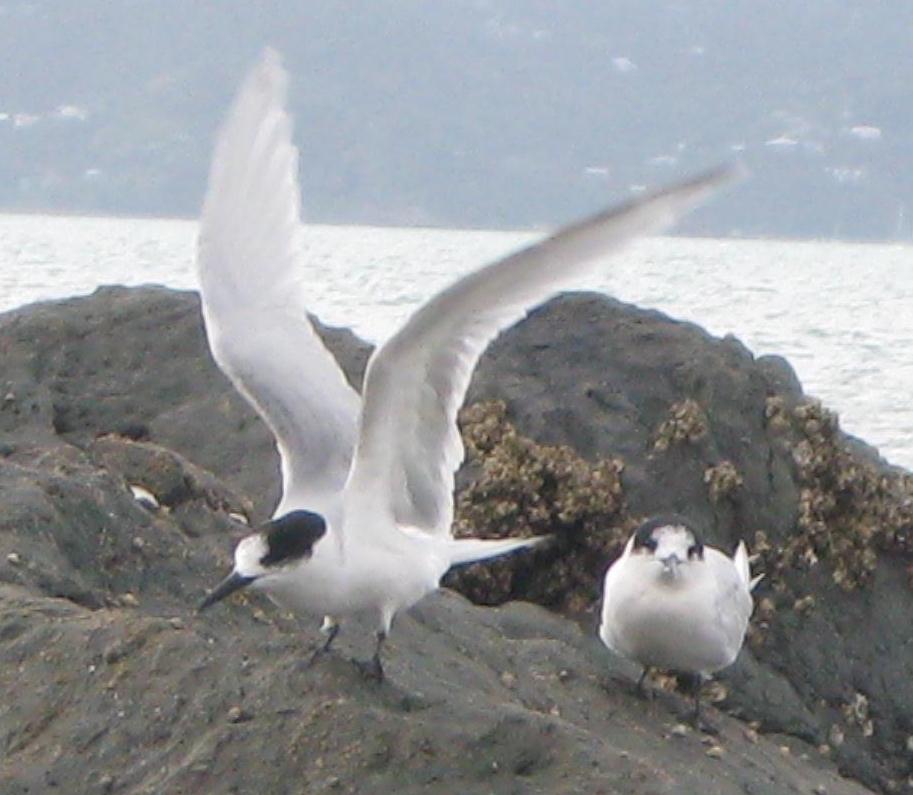 White-fronted Terns