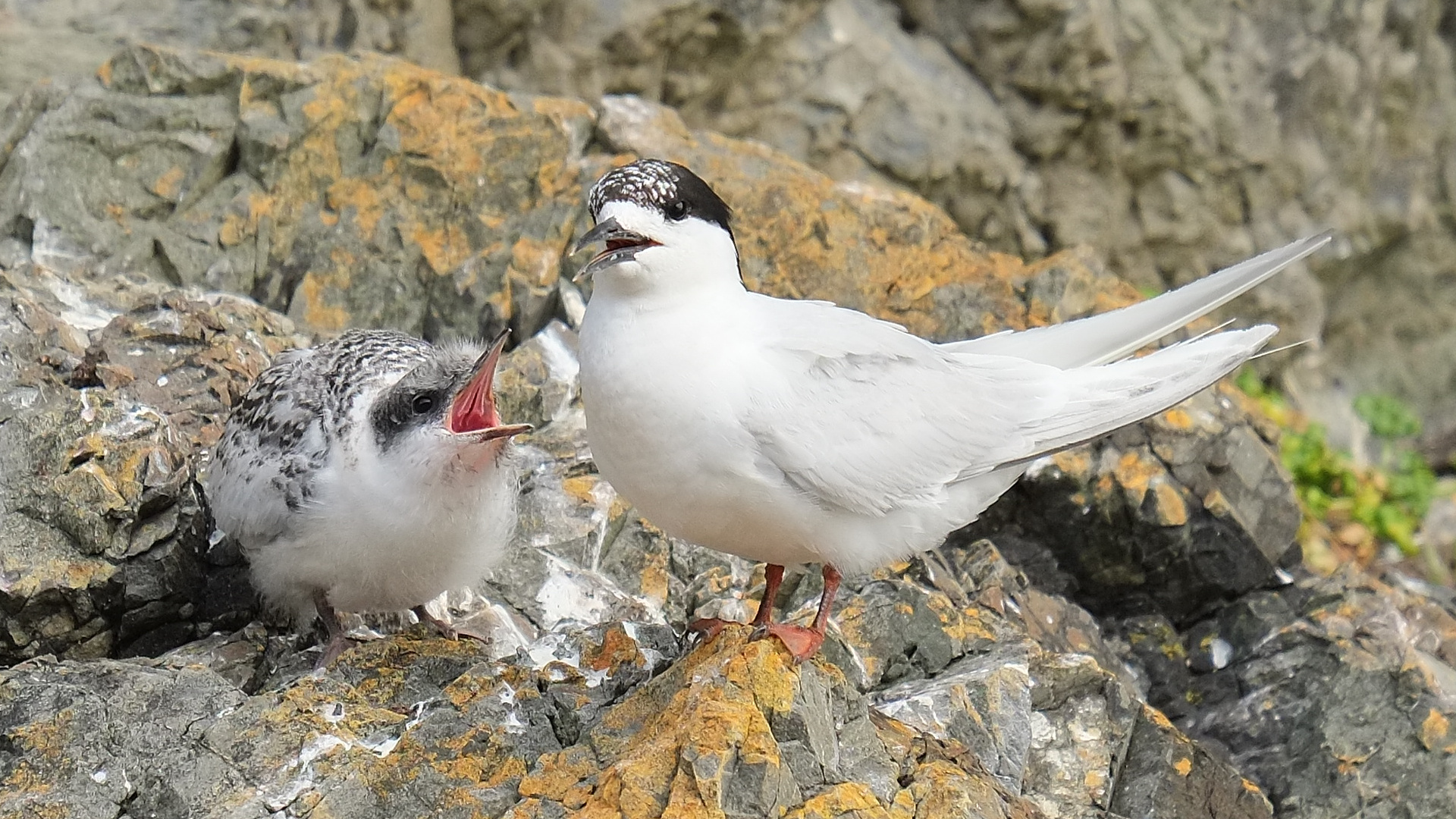 White-fronted tern chick begging parent for food
