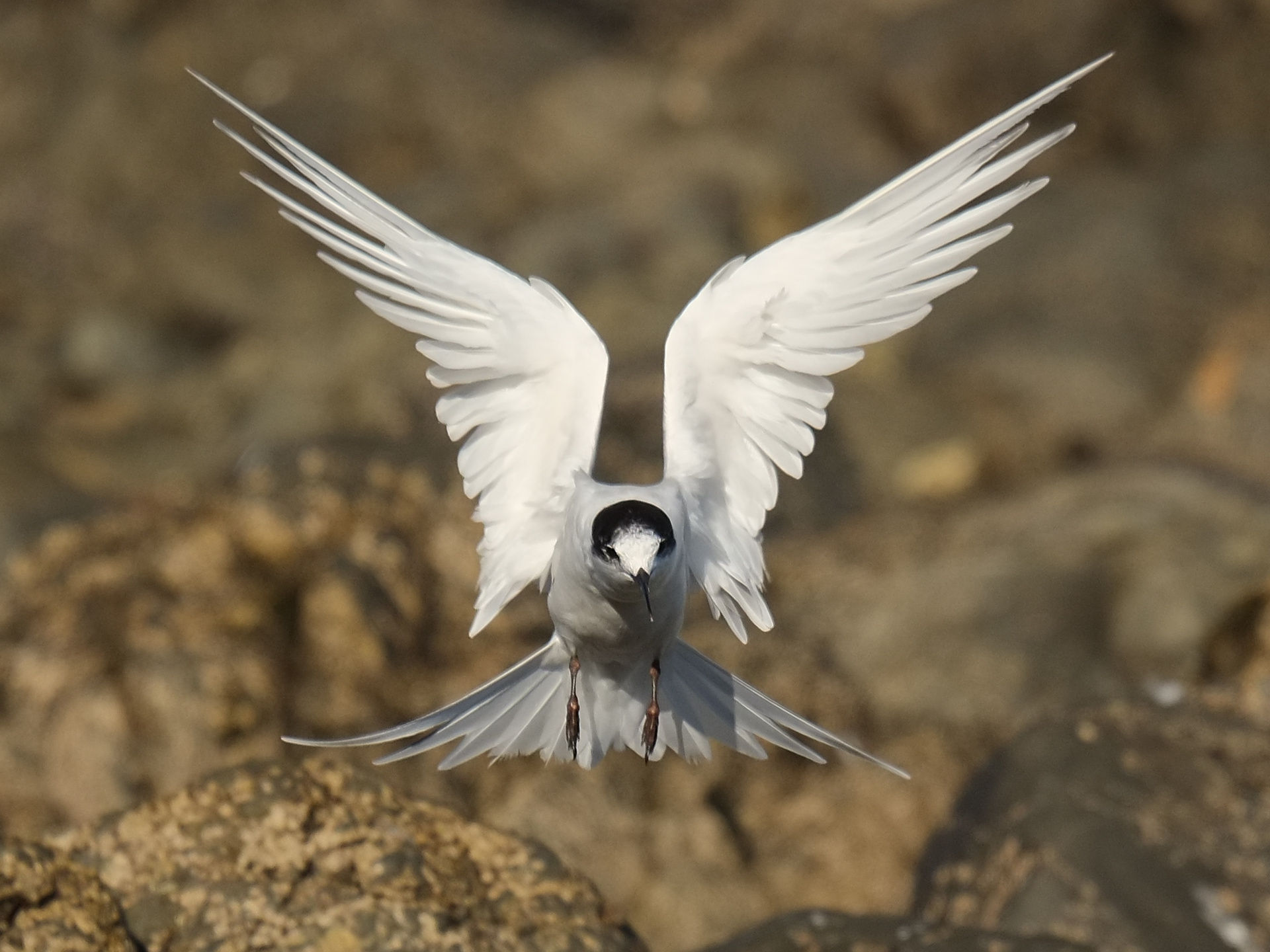 White-fronted tern landing