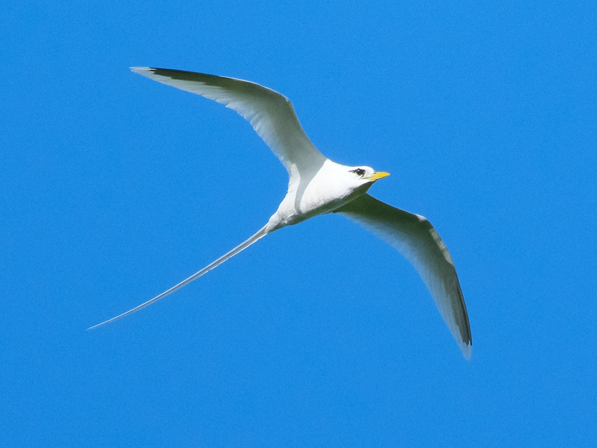 White-tailed tropicbird flying against blue sky (Niue)