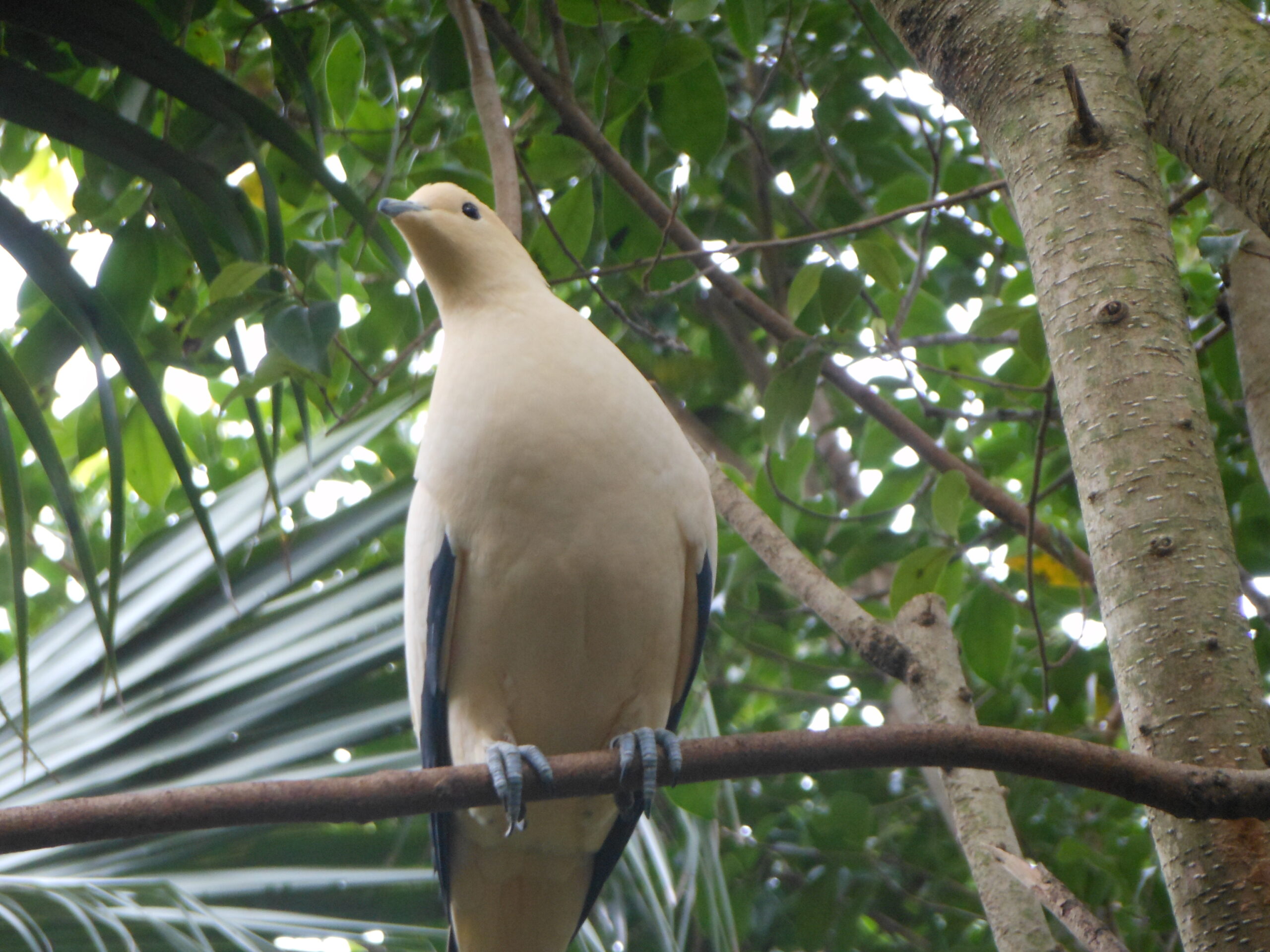 White bird with blue streaked feathers