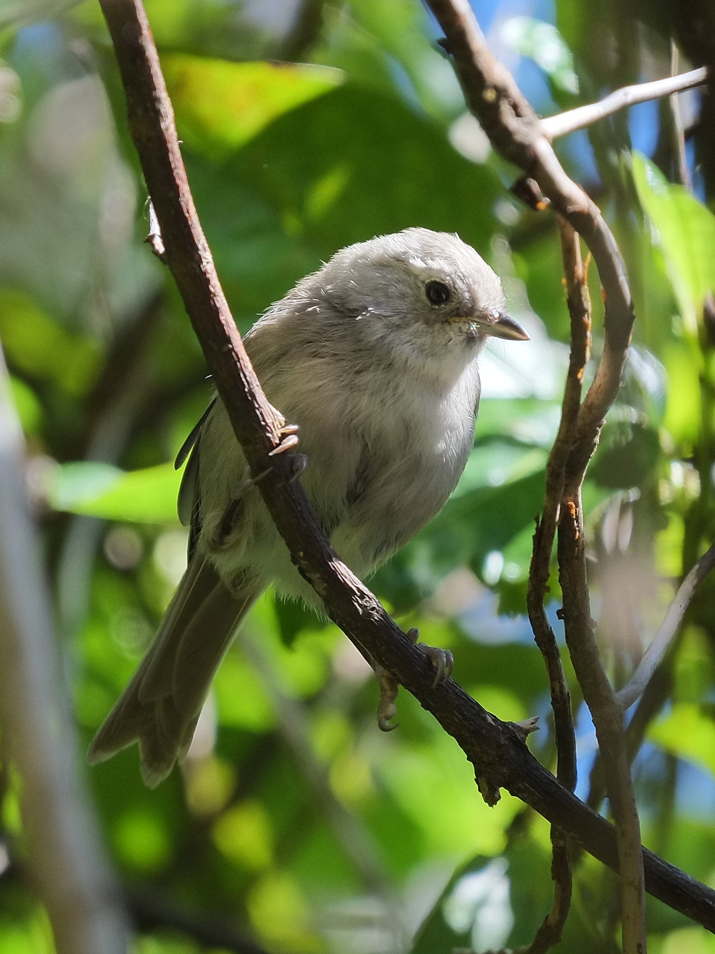 Whitehead perched on a branch
