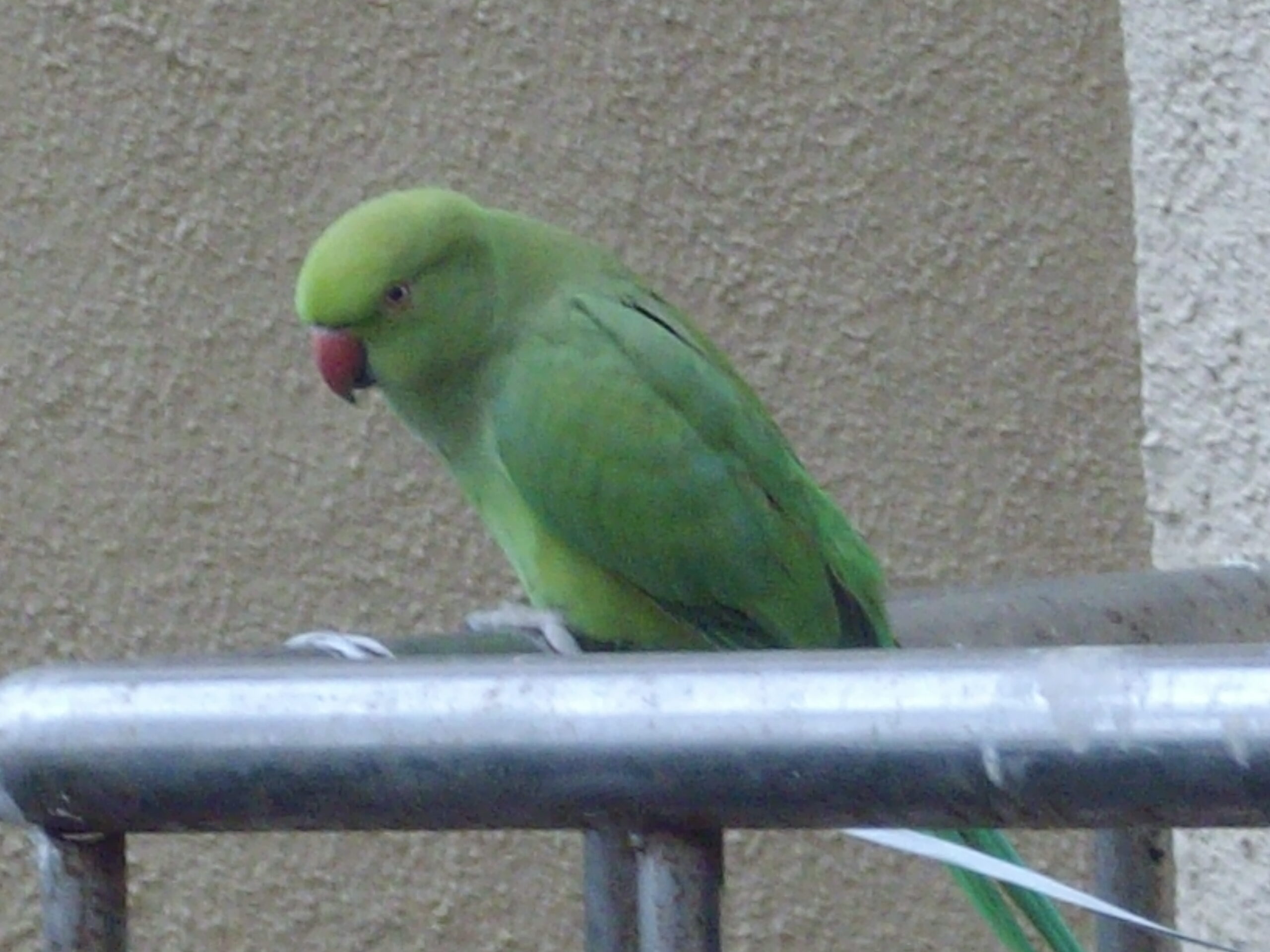Wild Female Rose-Ringed Parakeet in Mumbai City.