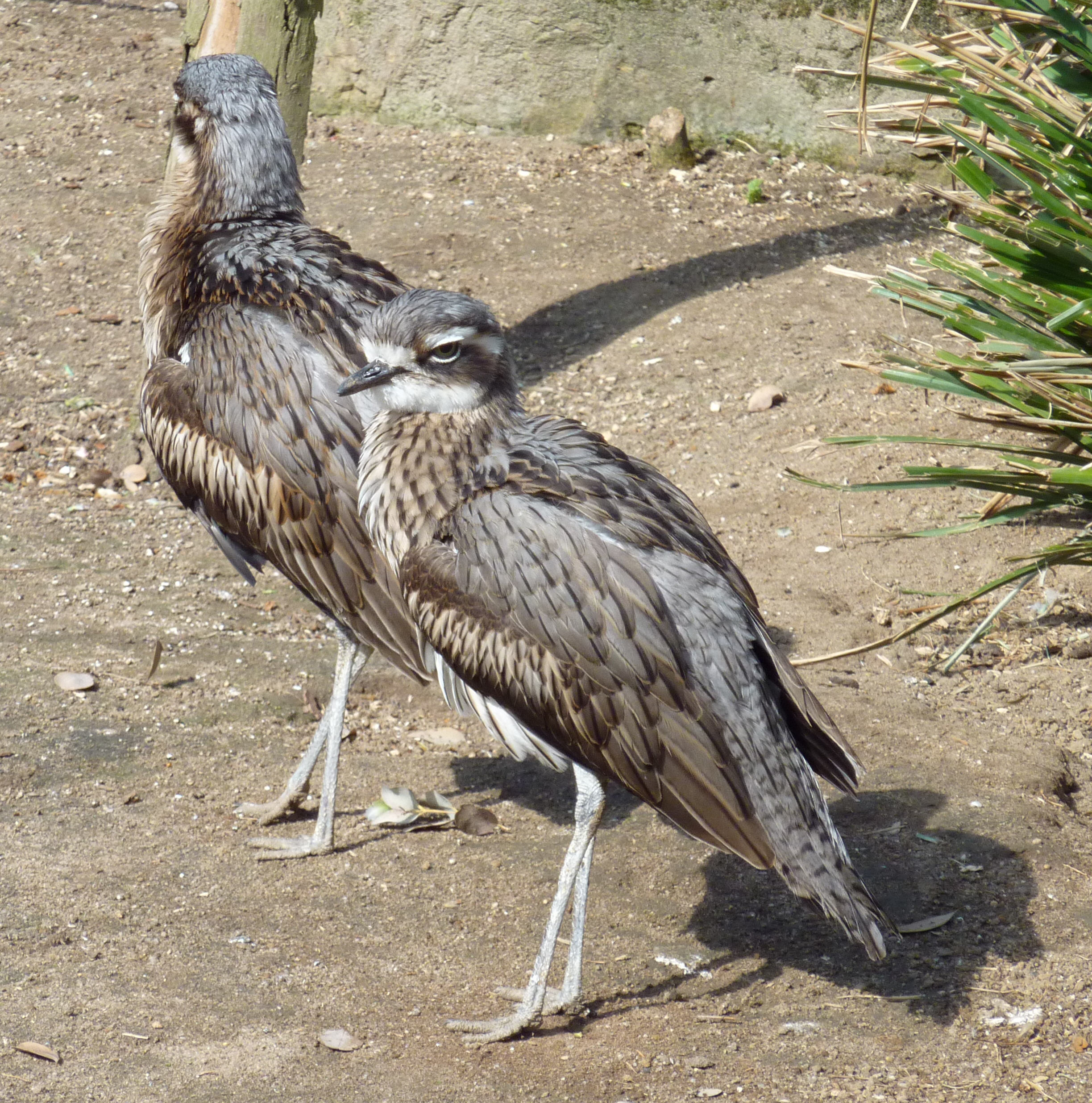 Wilhelma Langschwanztriel