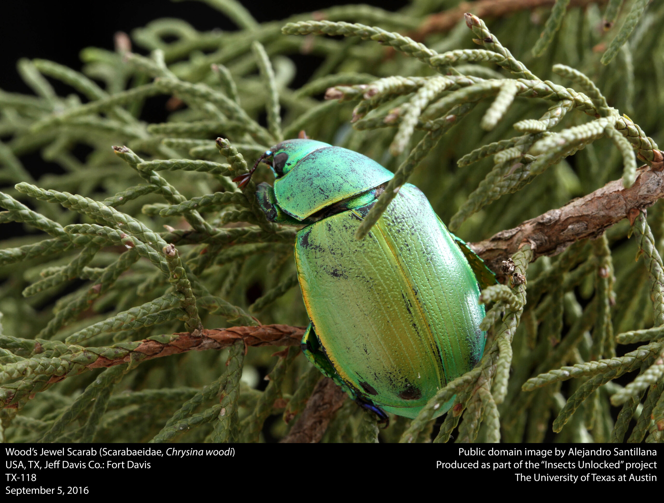 Wood's Jewel Scarab (Scarabaeidae, Chrysina woodi) (29502815372)