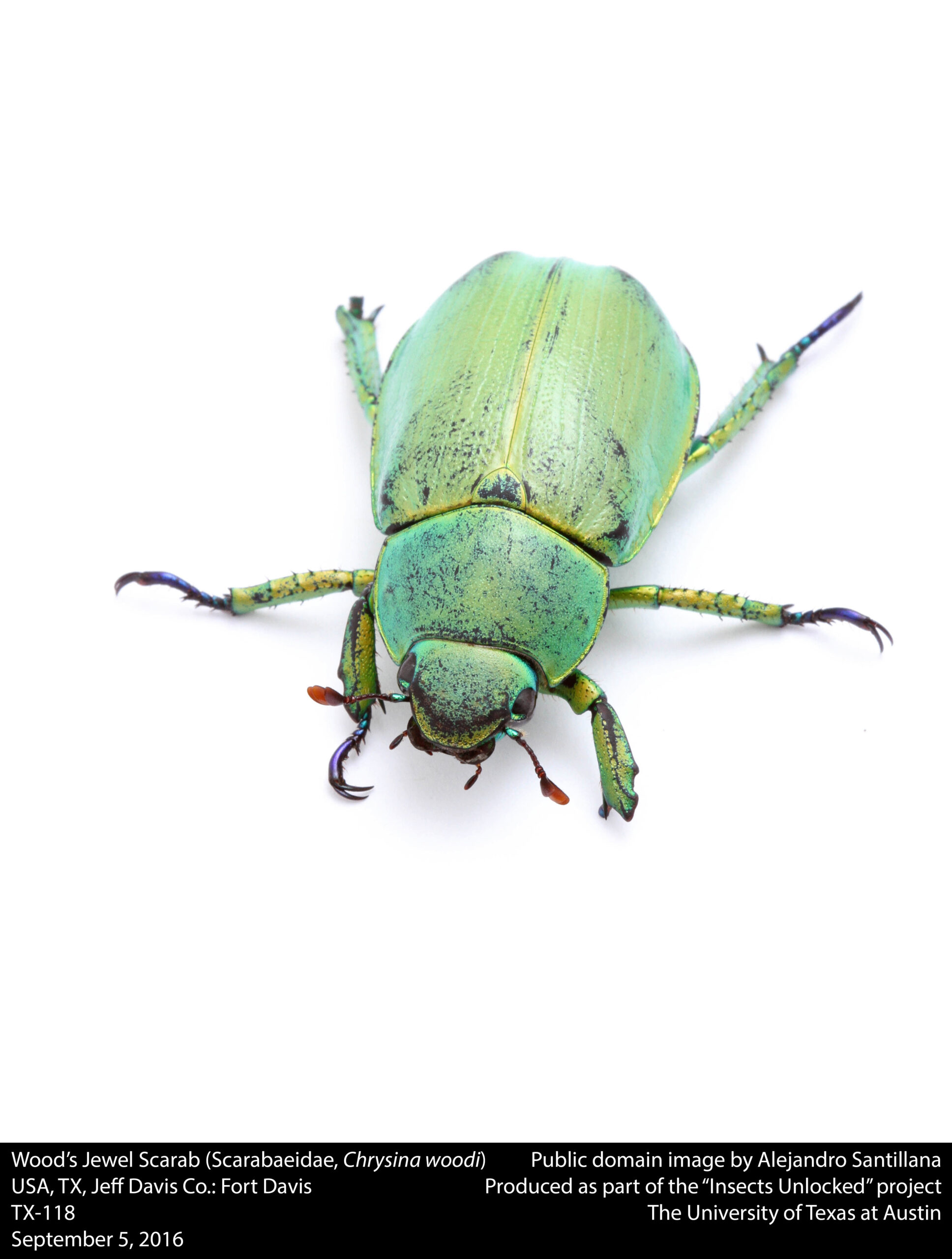 Wood's Jewel Scarab (Scarabaeidae, Chrysina woodi) (29502816602)