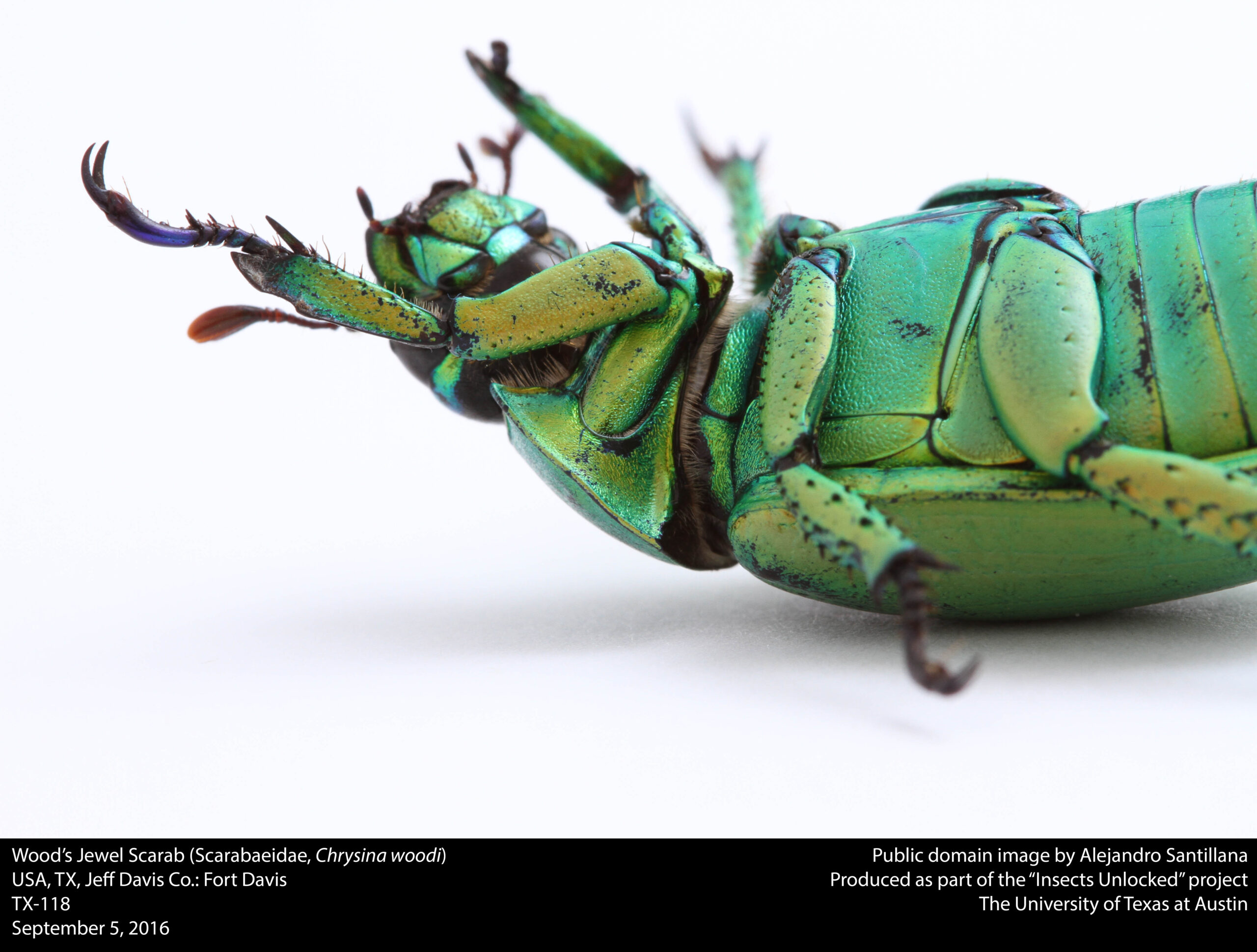 Wood's Jewel Scarab (Scarabaeidae, Chrysina woodi) (29502817292)