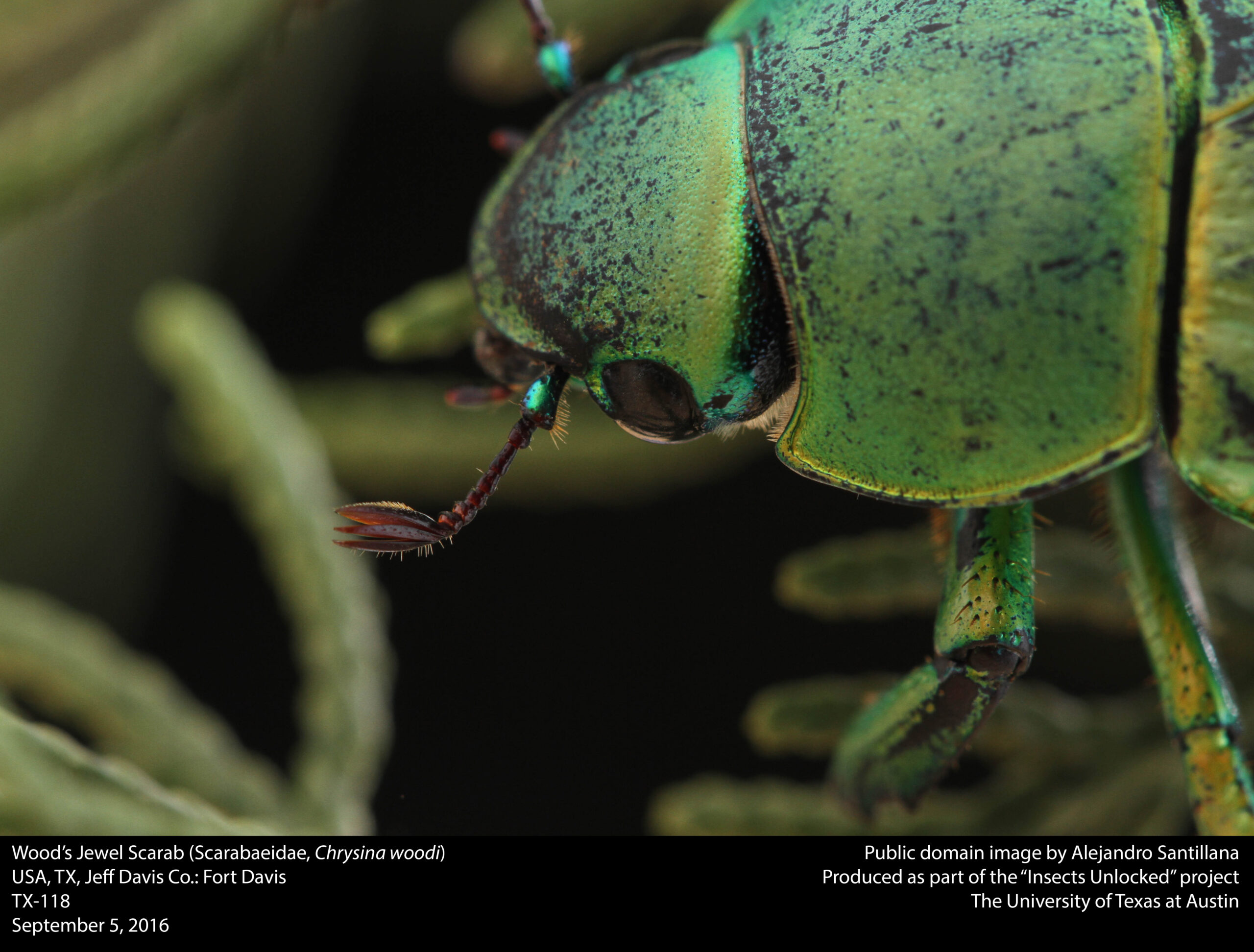 Wood's Jewel Scarab (Scarabaeidae, Chrysina woodi) (29502818952)
