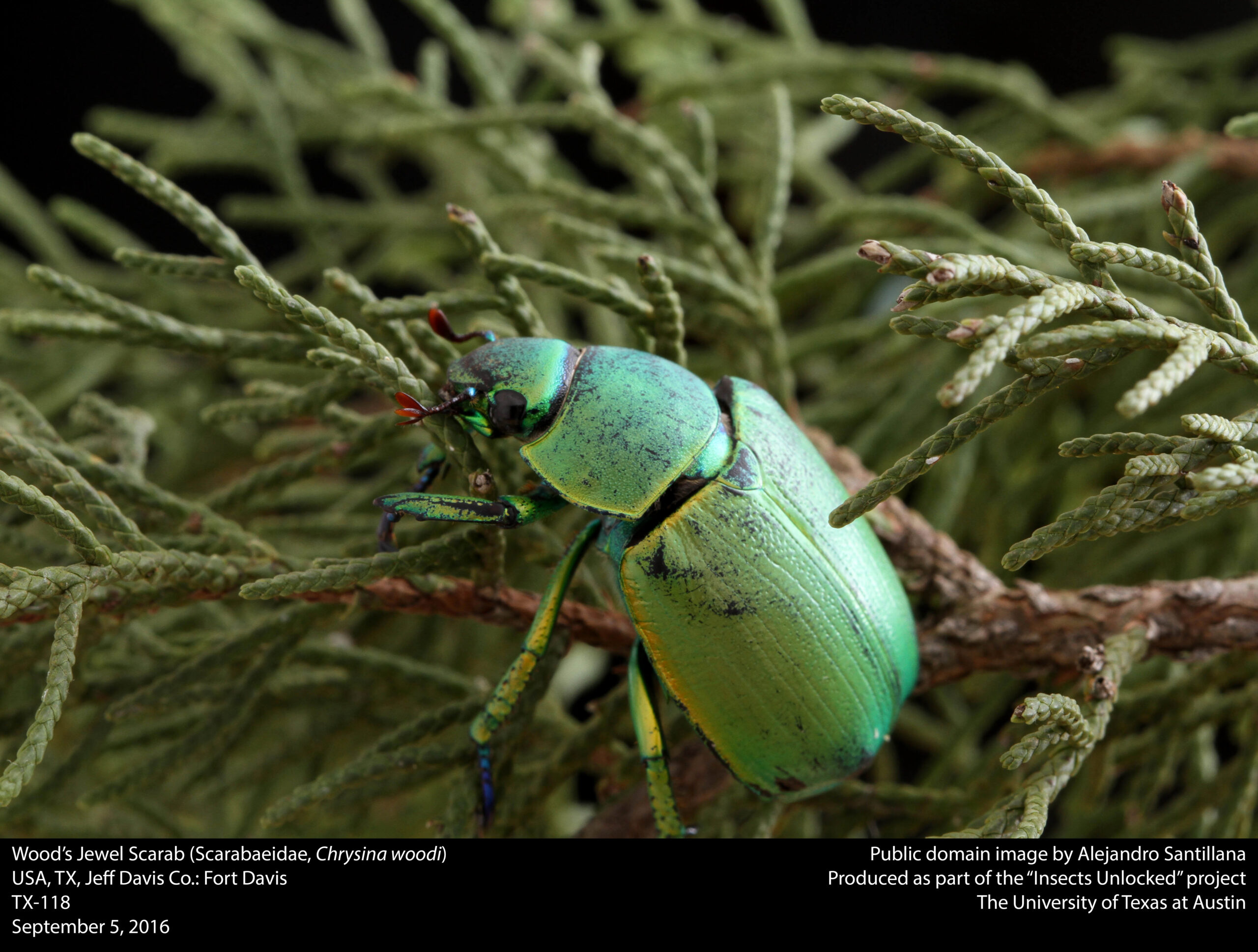 Wood's Jewel Scarab (Scarabaeidae, Chrysina woodi) (29532359181)