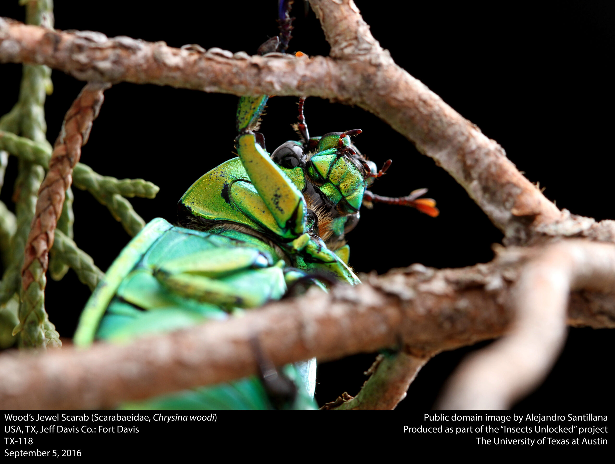 Wood's Jewel Scarab (Scarabaeidae, Chrysina woodi) (29578587926)