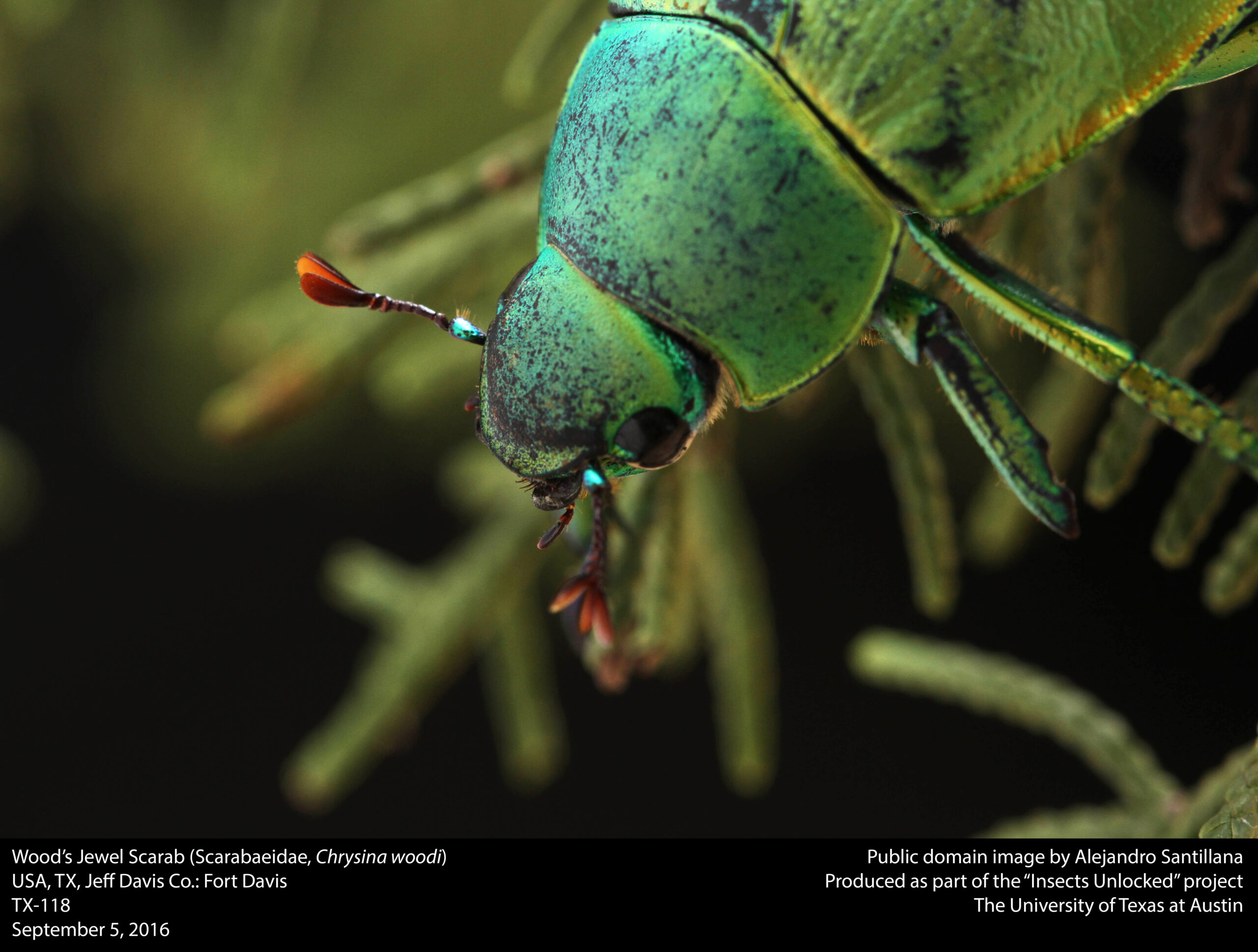 Wood's Jewel Scarab (Scarabaeidae, Chrysina woodi) (29613117065)