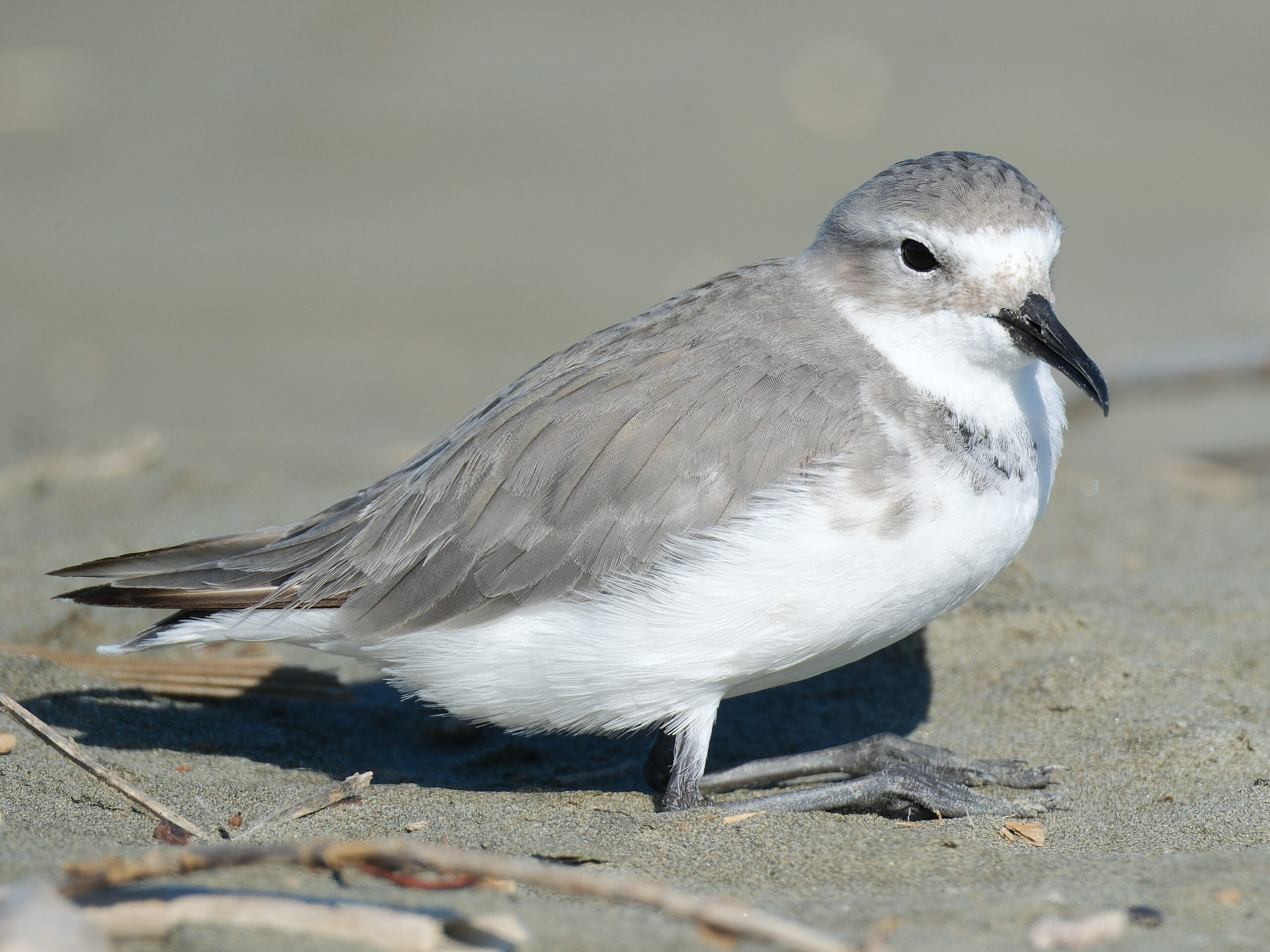 Wrybill sitting in the sand
