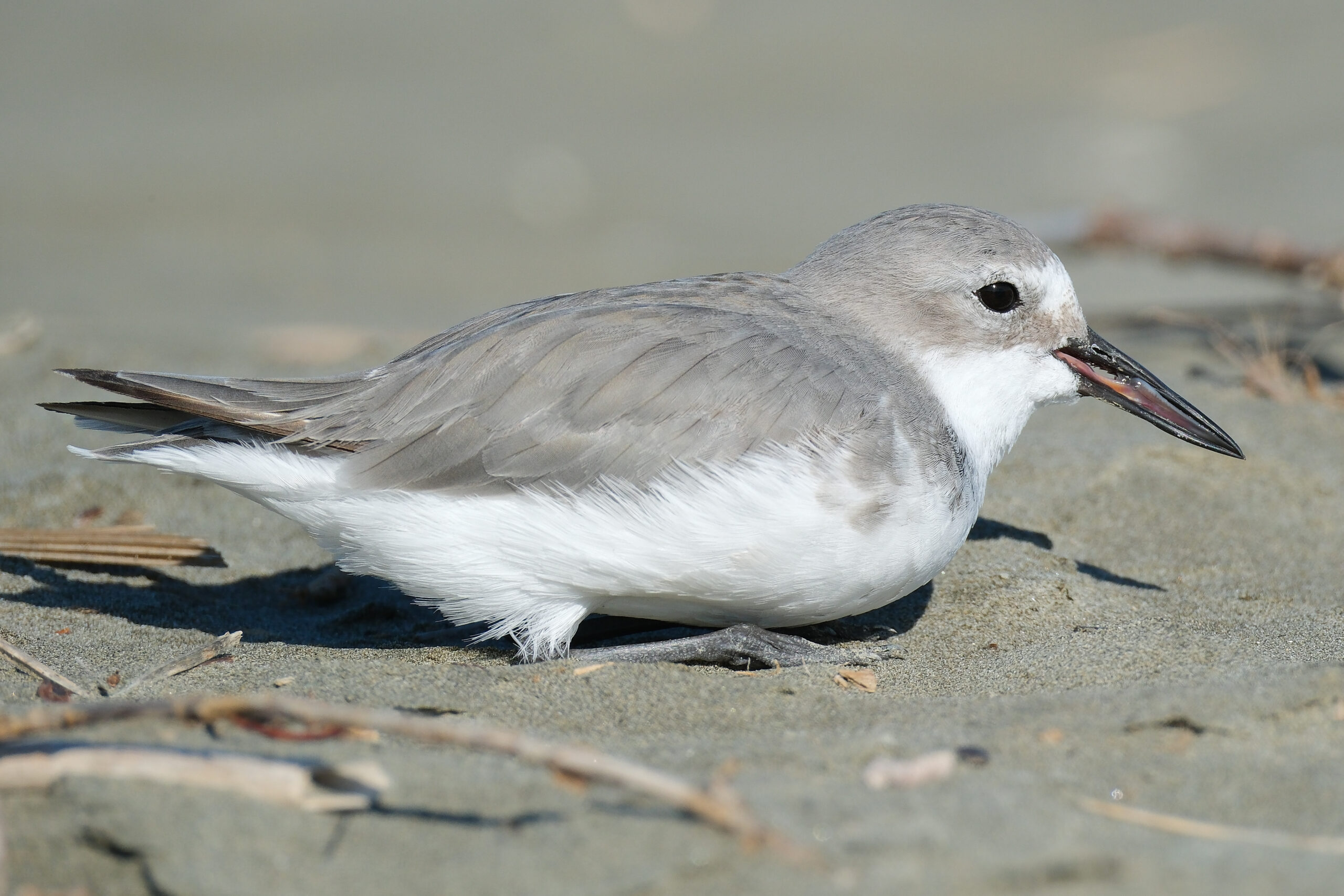 Wrybill sitting in the sand with half-open serrated beak