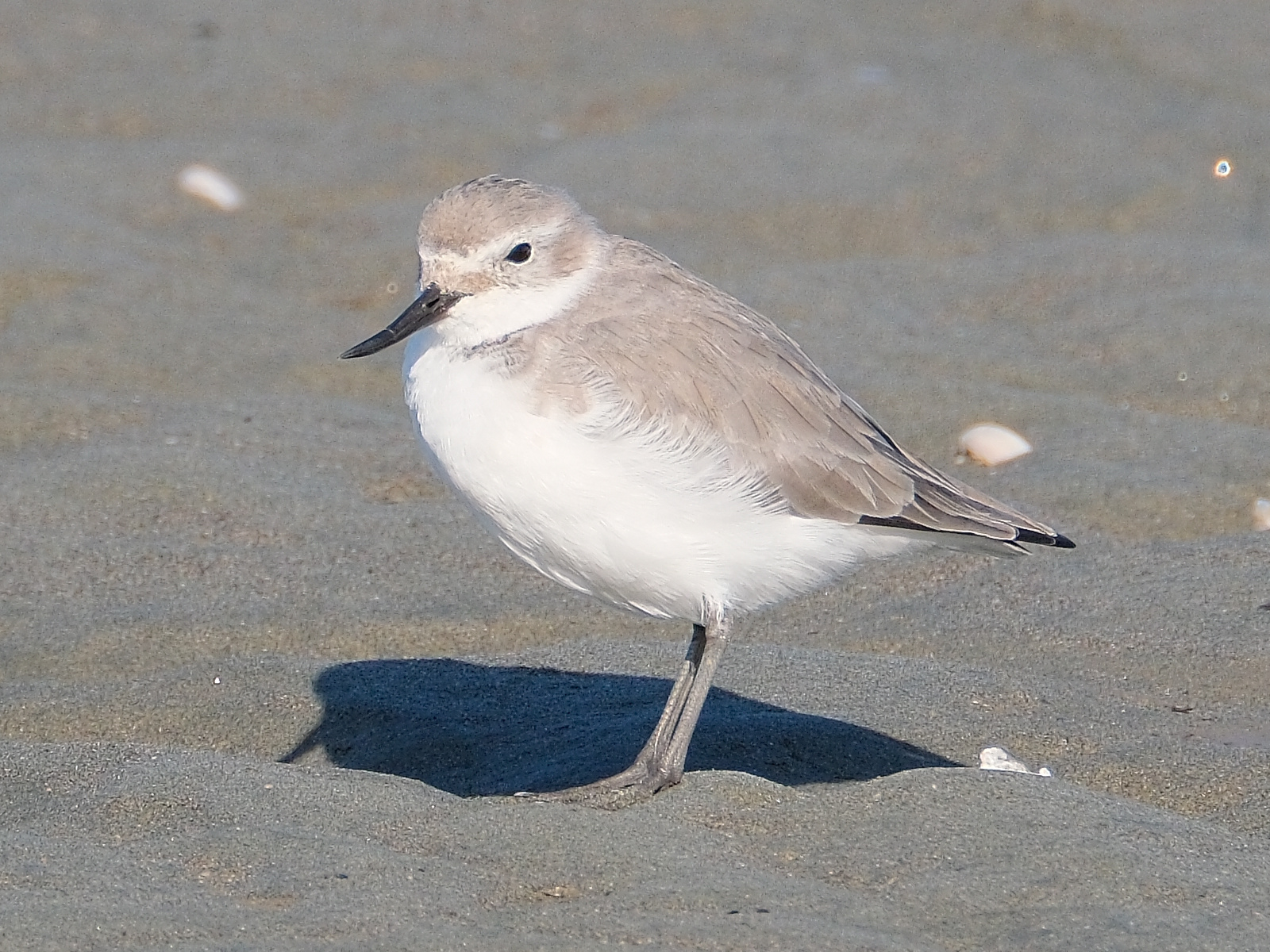 Wrybill standing on the sand at Ohau Estuary