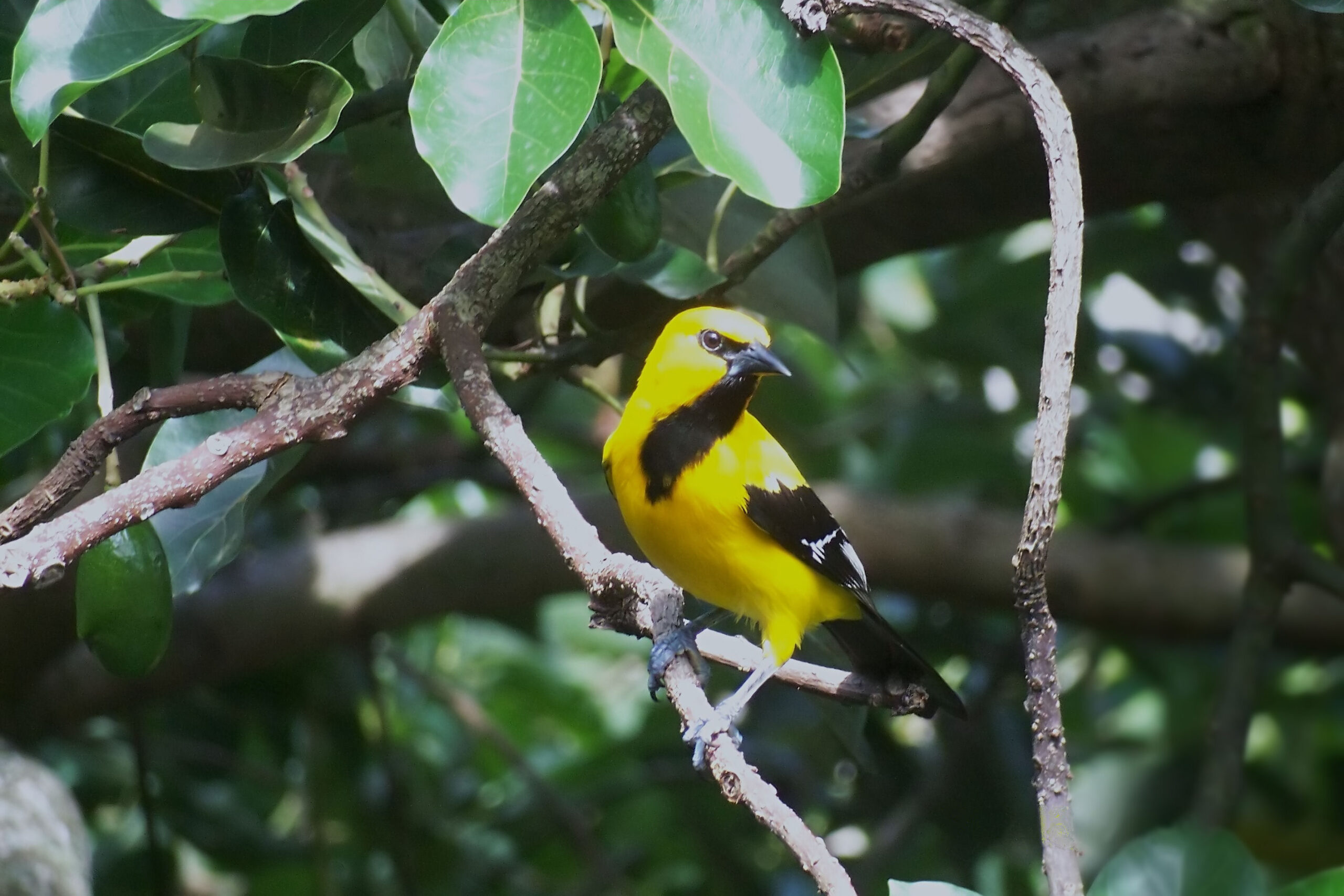 Yellow Oriole