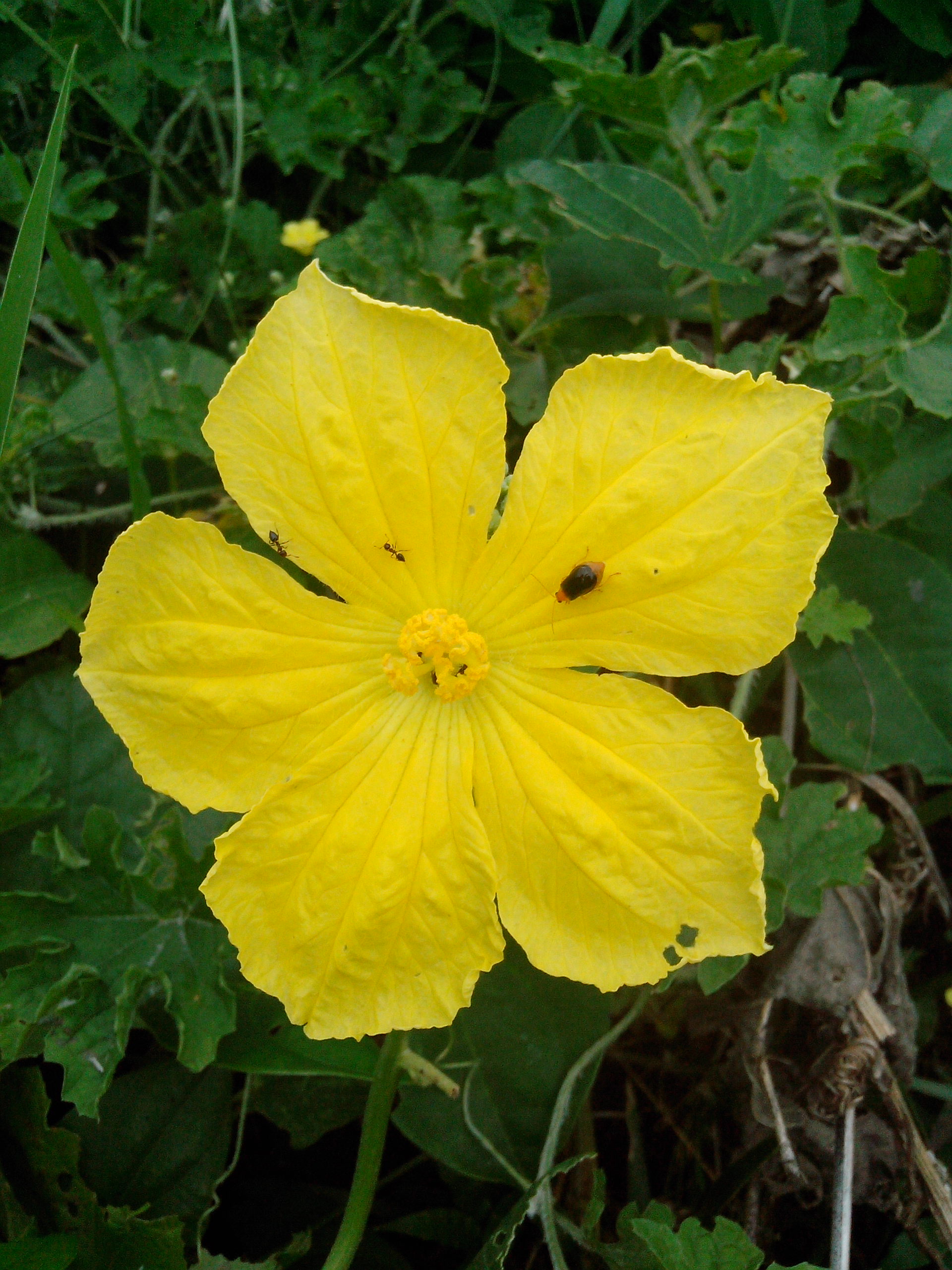 Yellow coloured flower at Rajbiraj, Saptari, Nepal (2)