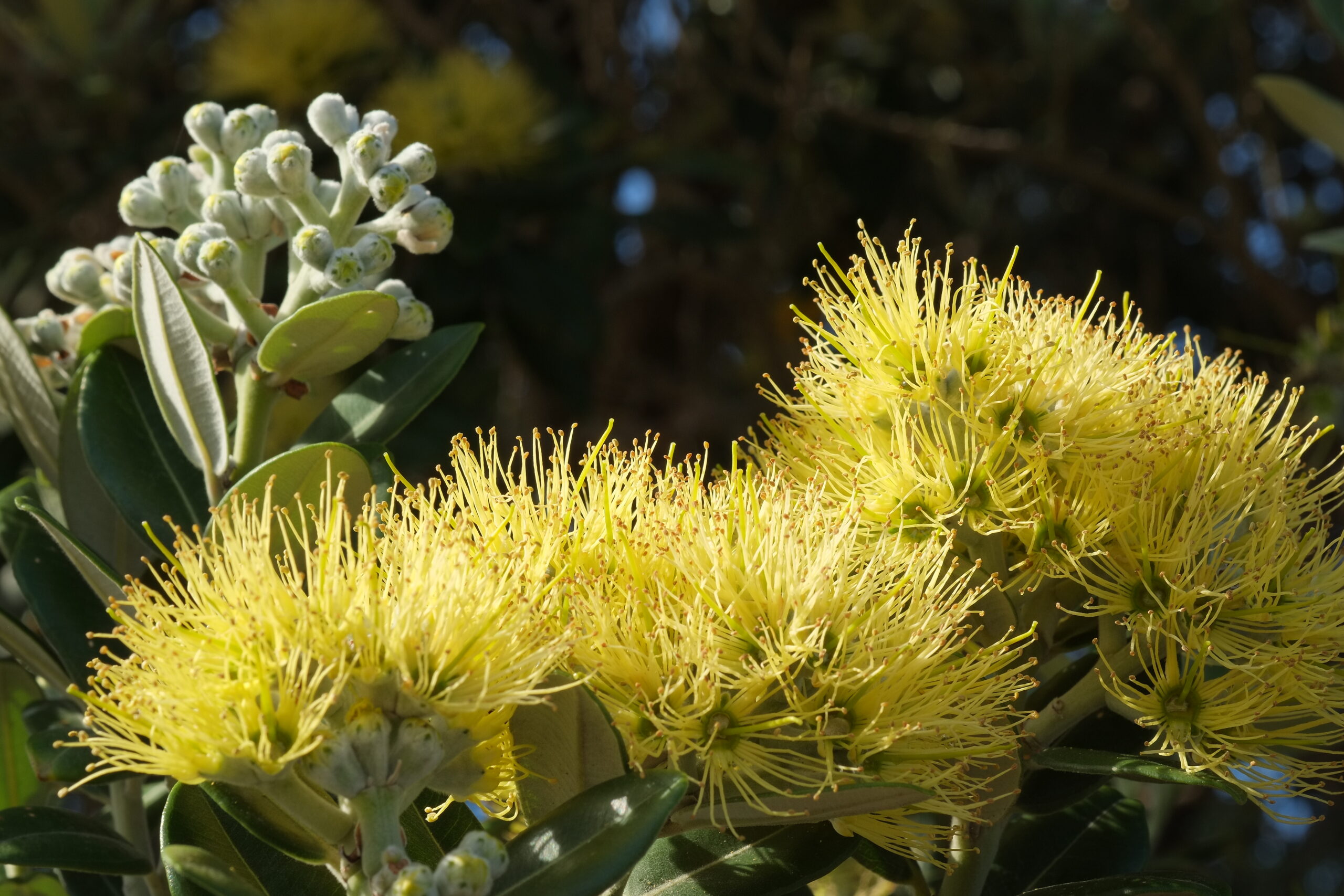 Yellow pohutukawa (Metrosideros excelsa 'Aurea') flowers