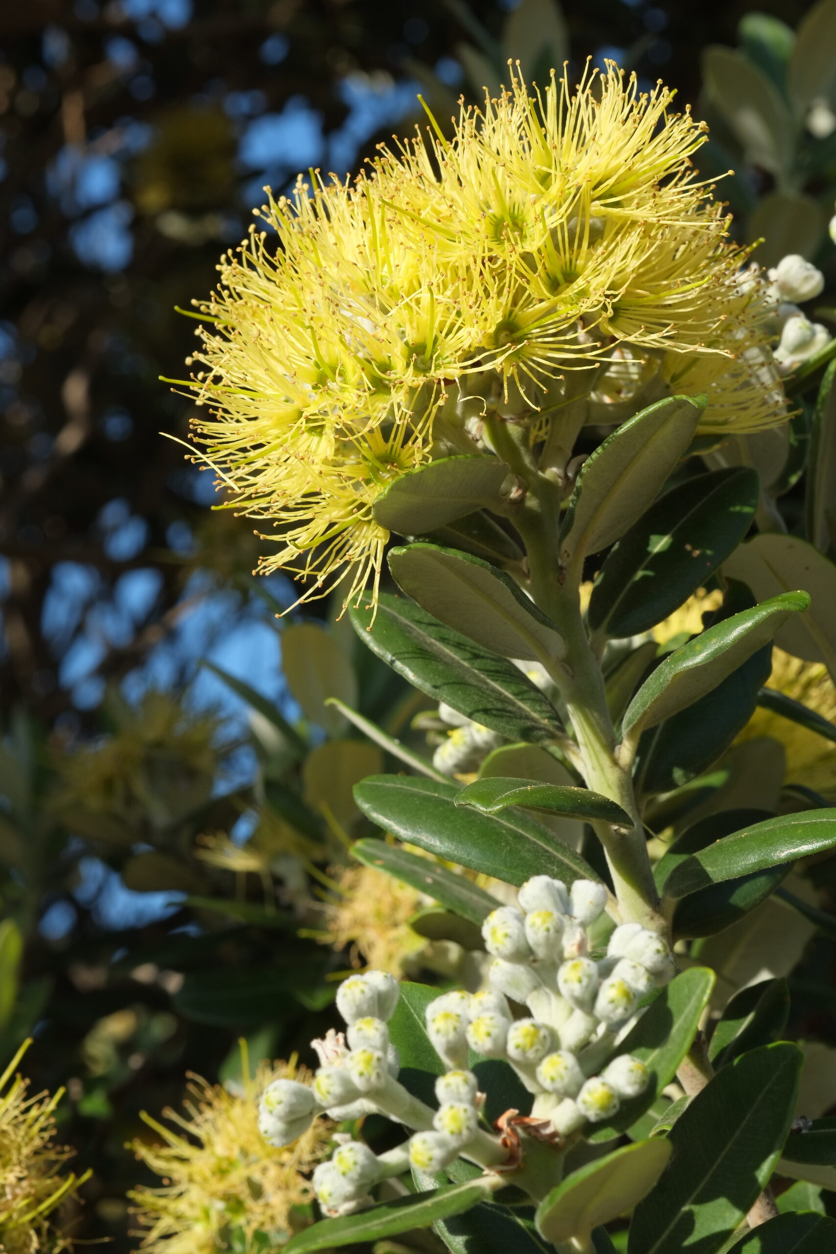 Yellow pohutukawa (Metrosideros excelsa 'Aurea') flowers - portrait