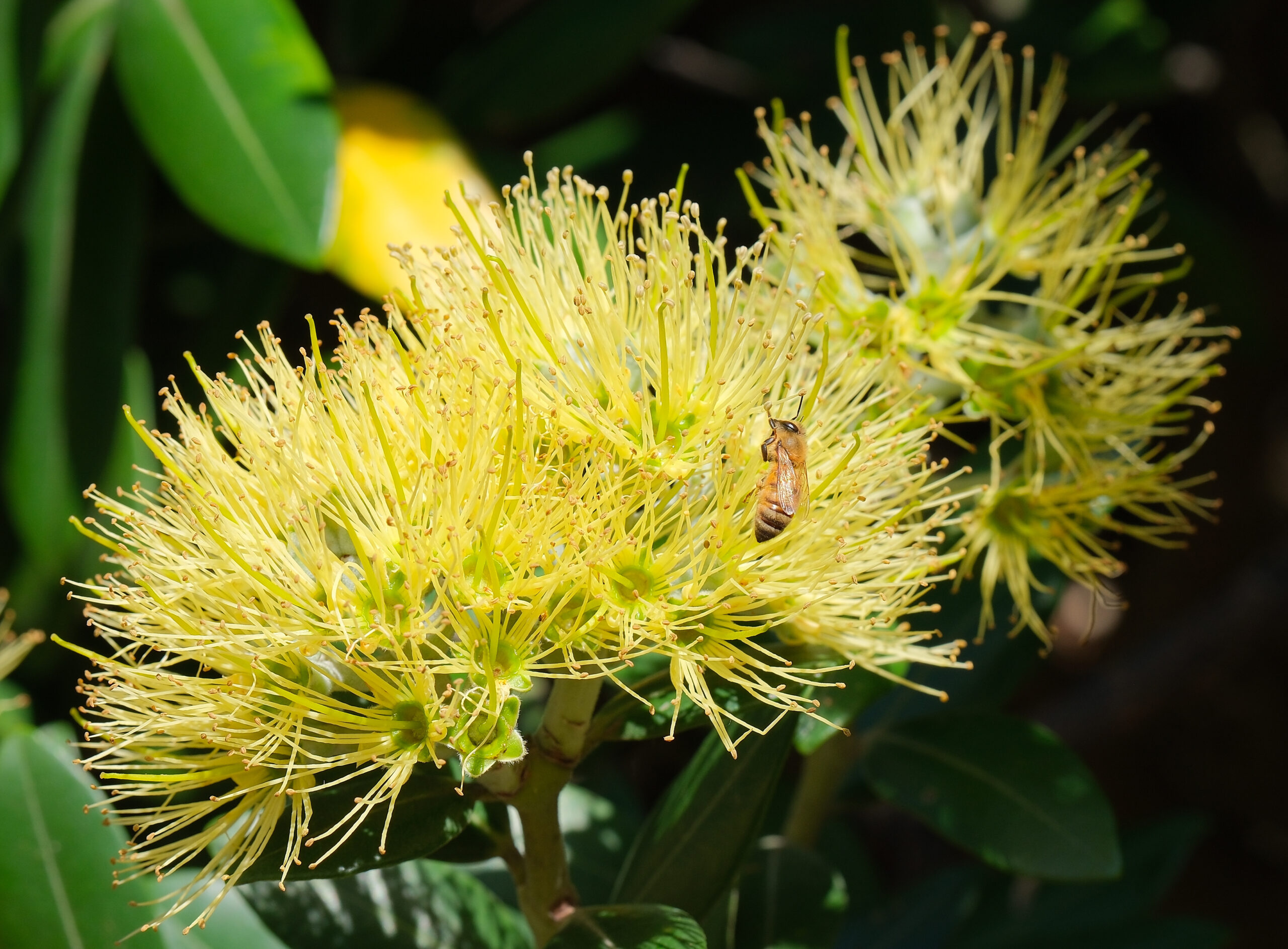 Yellow pohutukawa flowers with bee