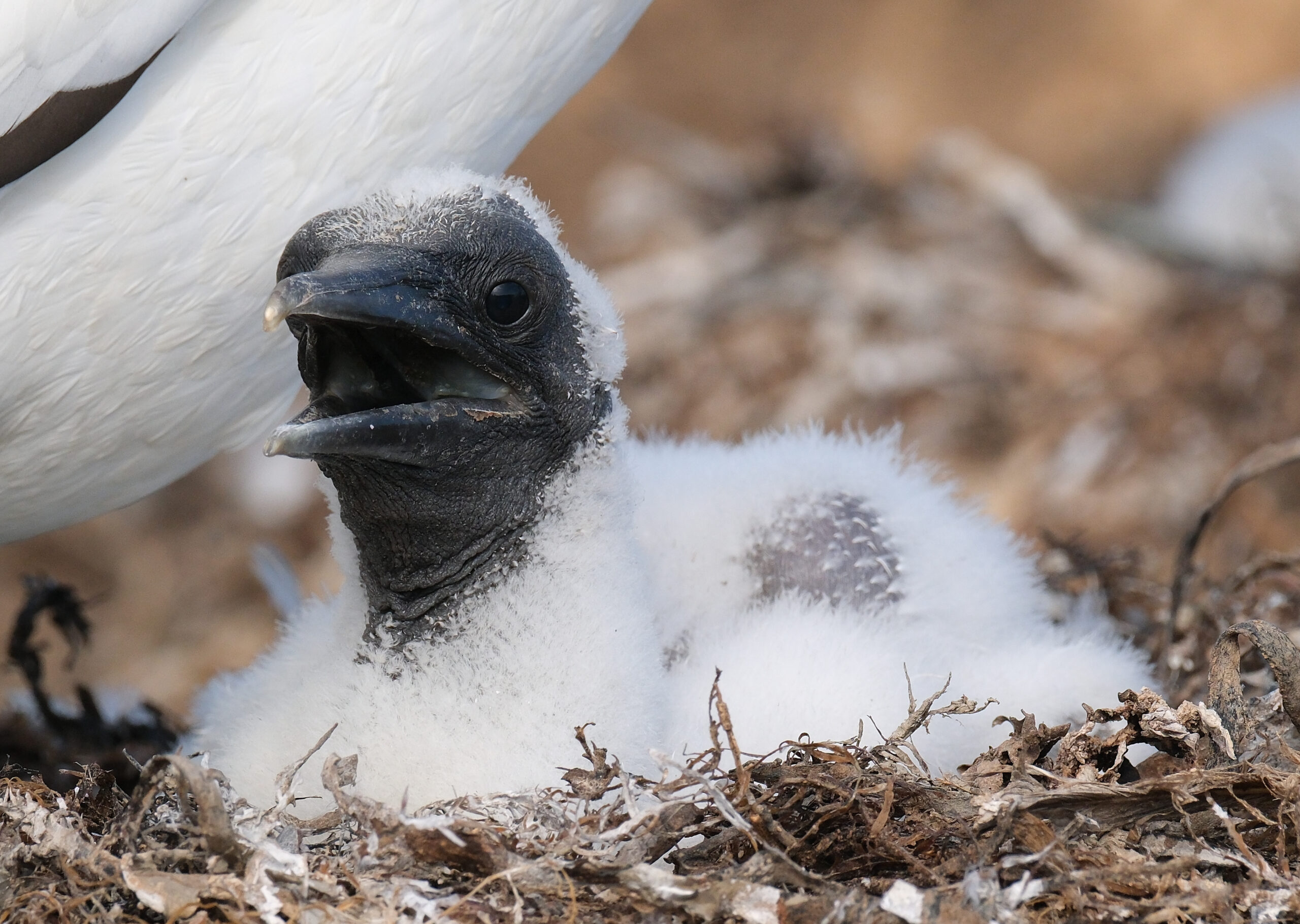 Young gannet chick in nest with opened beak