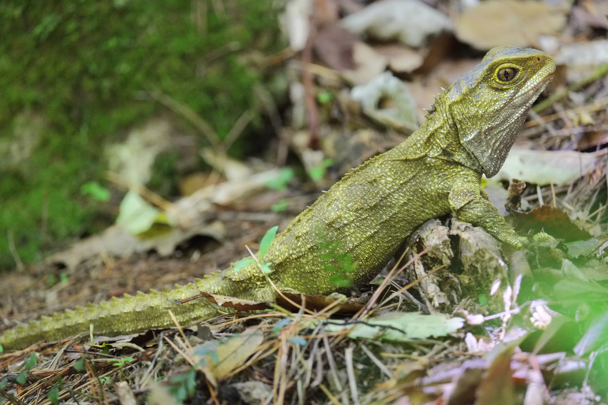 Young tuatara sitting on the ground