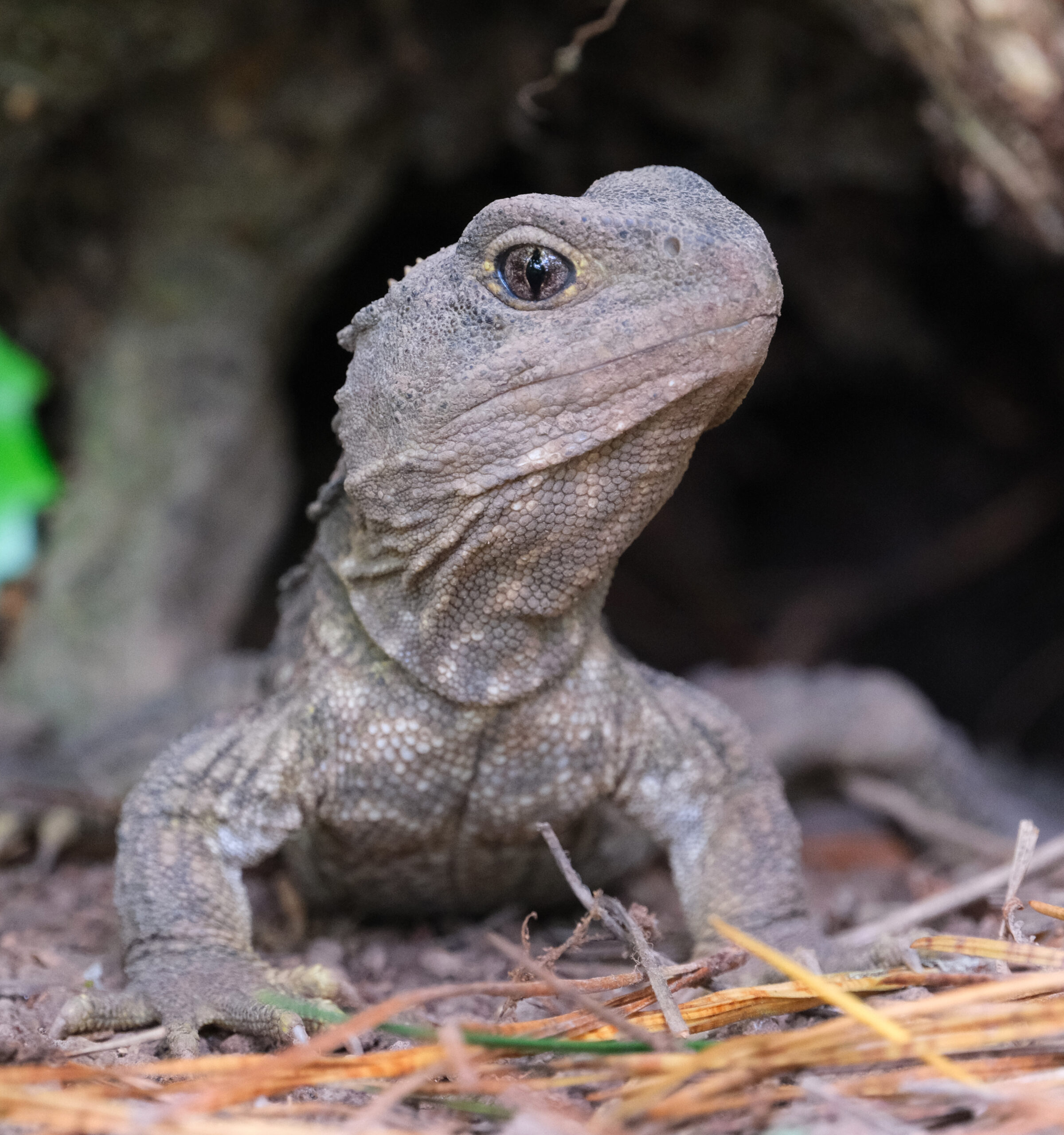 Young tuatara sitting on the ground in front of burrow