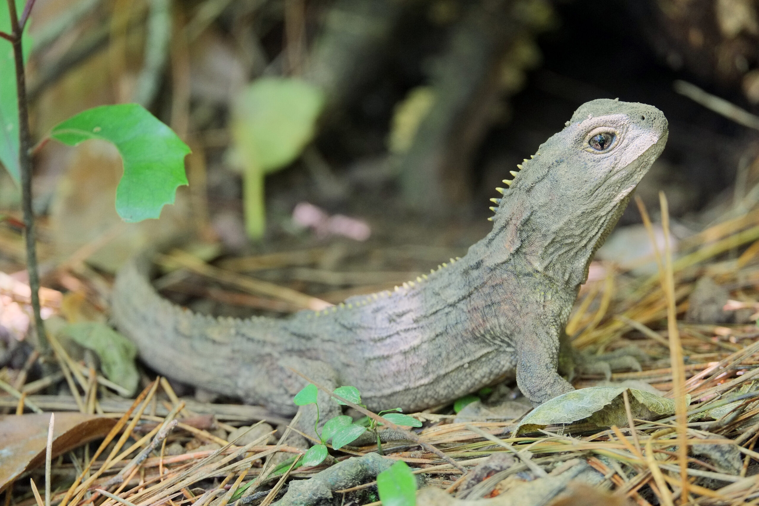 Young tuatara sitting on the ground with raised head